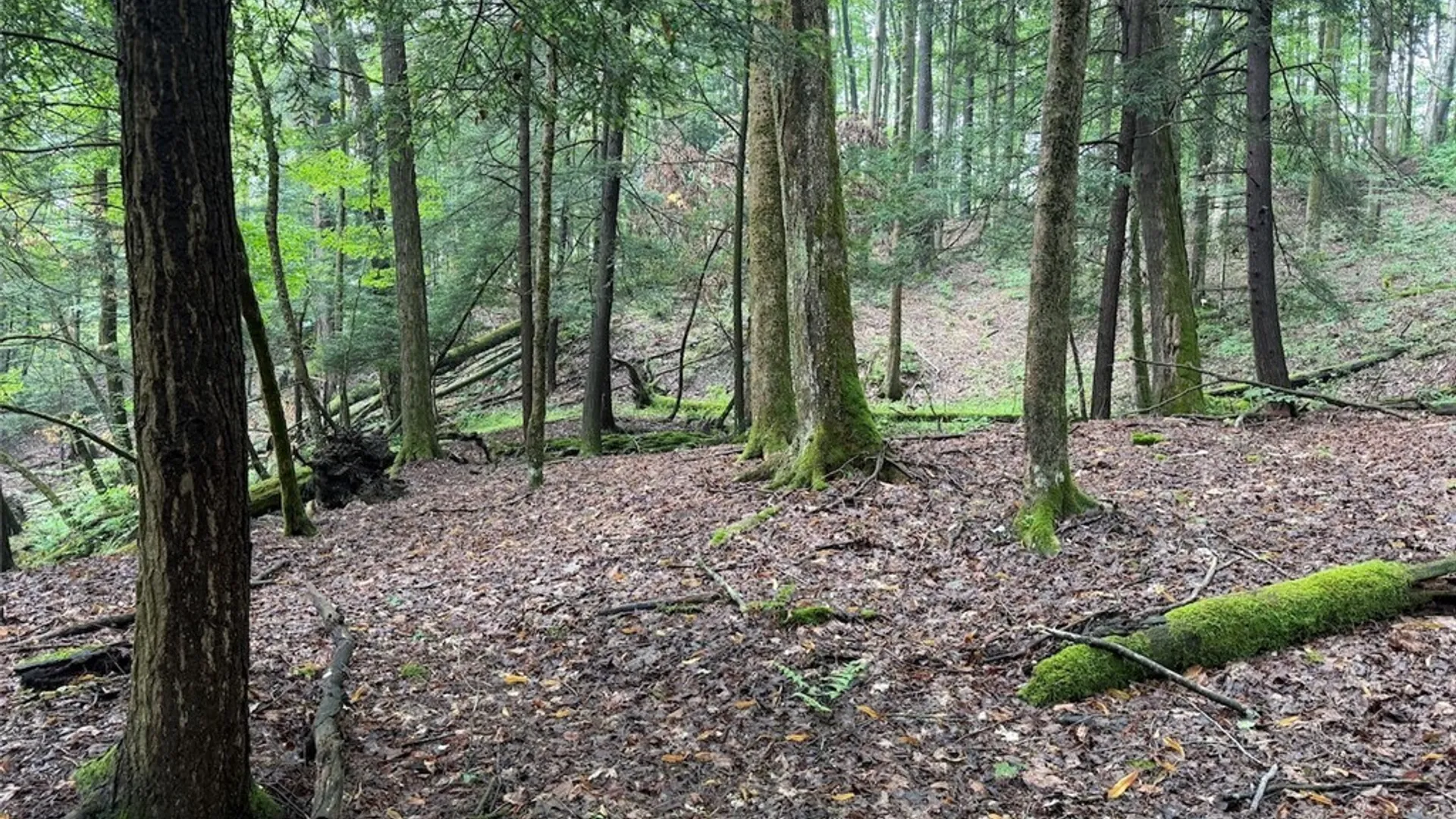 Property at Creek Road, Sardinia, NY 14134 21