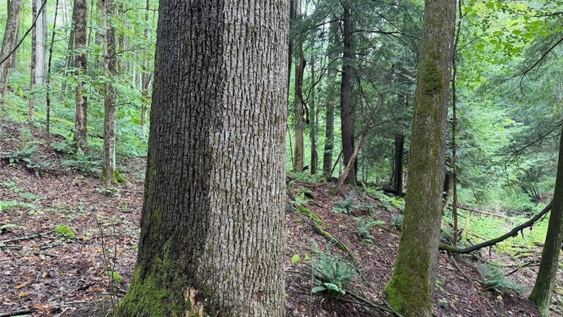 Property at Creek Road, Sardinia, NY 14134 22
