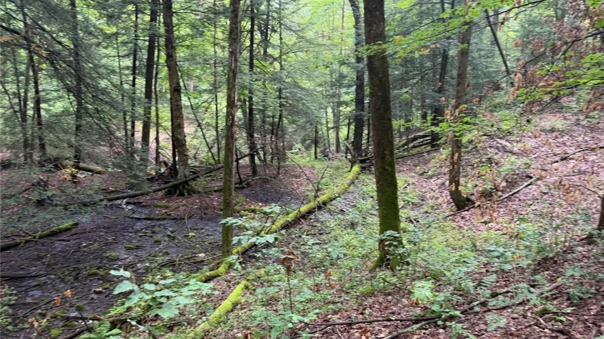 Property at Creek Road, Sardinia, NY 14134 23