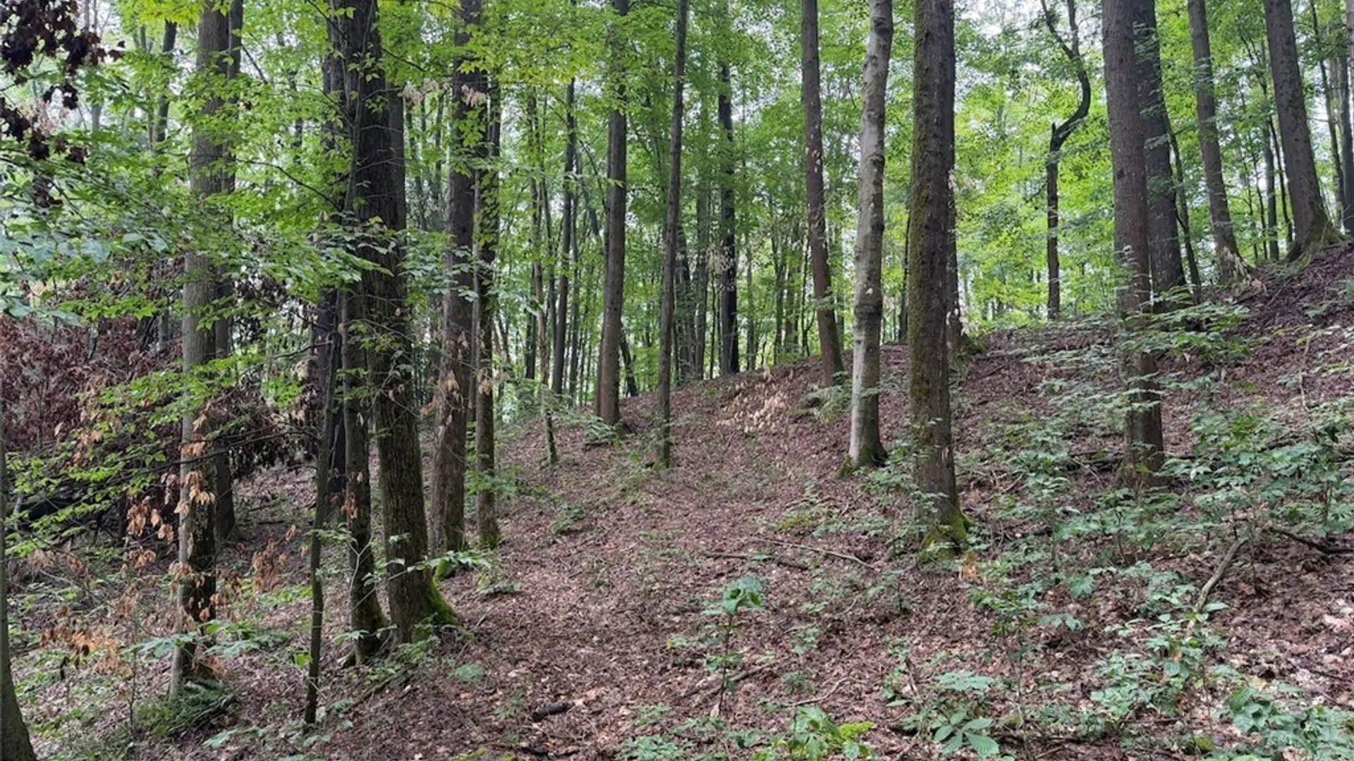 Property at Creek Road, Sardinia, NY 14134 24