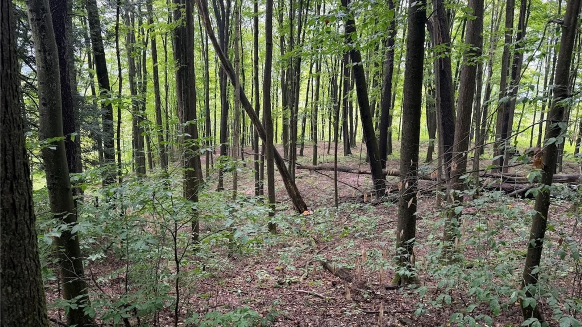 Property at Creek Road, Sardinia, NY 14134 25