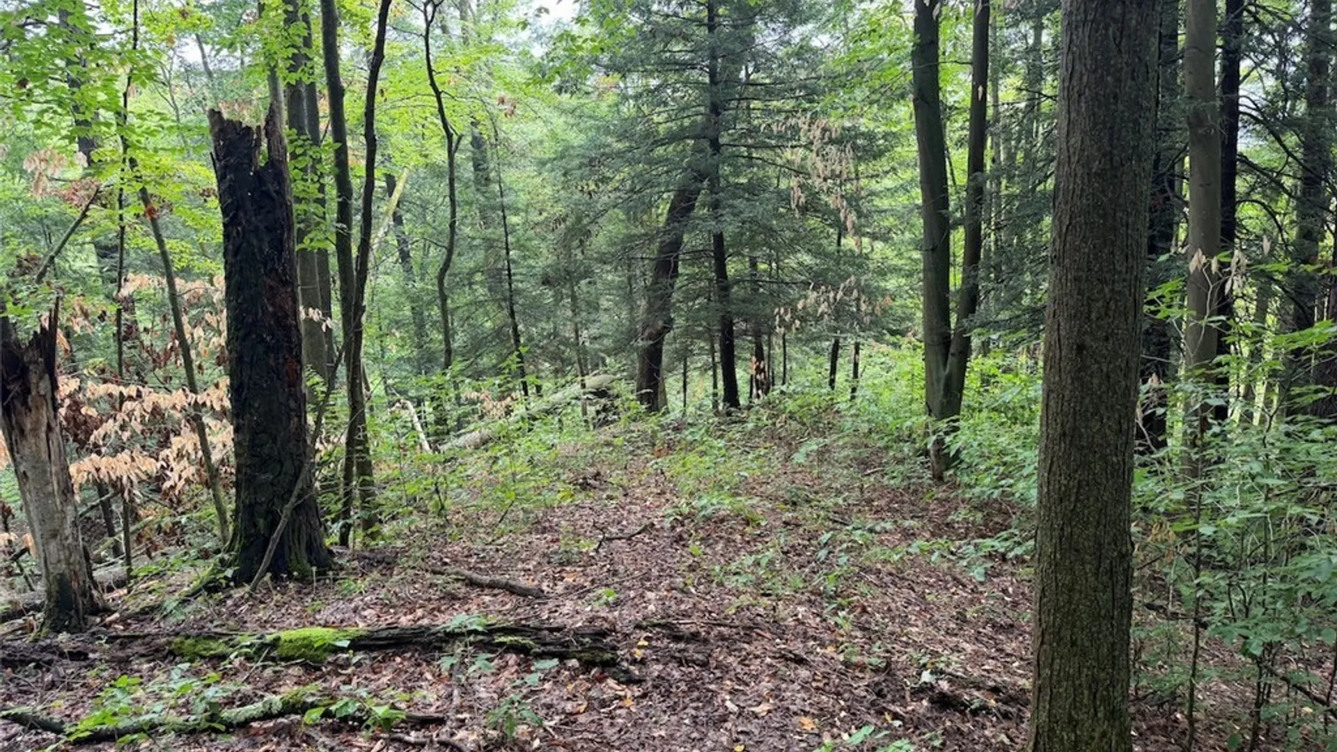 Property at Creek Road, Sardinia, NY 14134 26