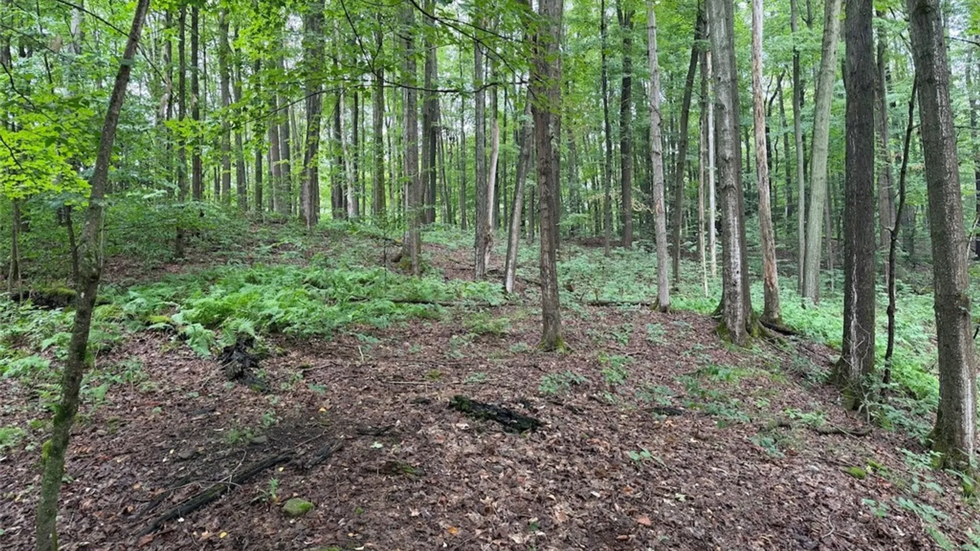 Property at Creek Road, Sardinia, NY 14134 27