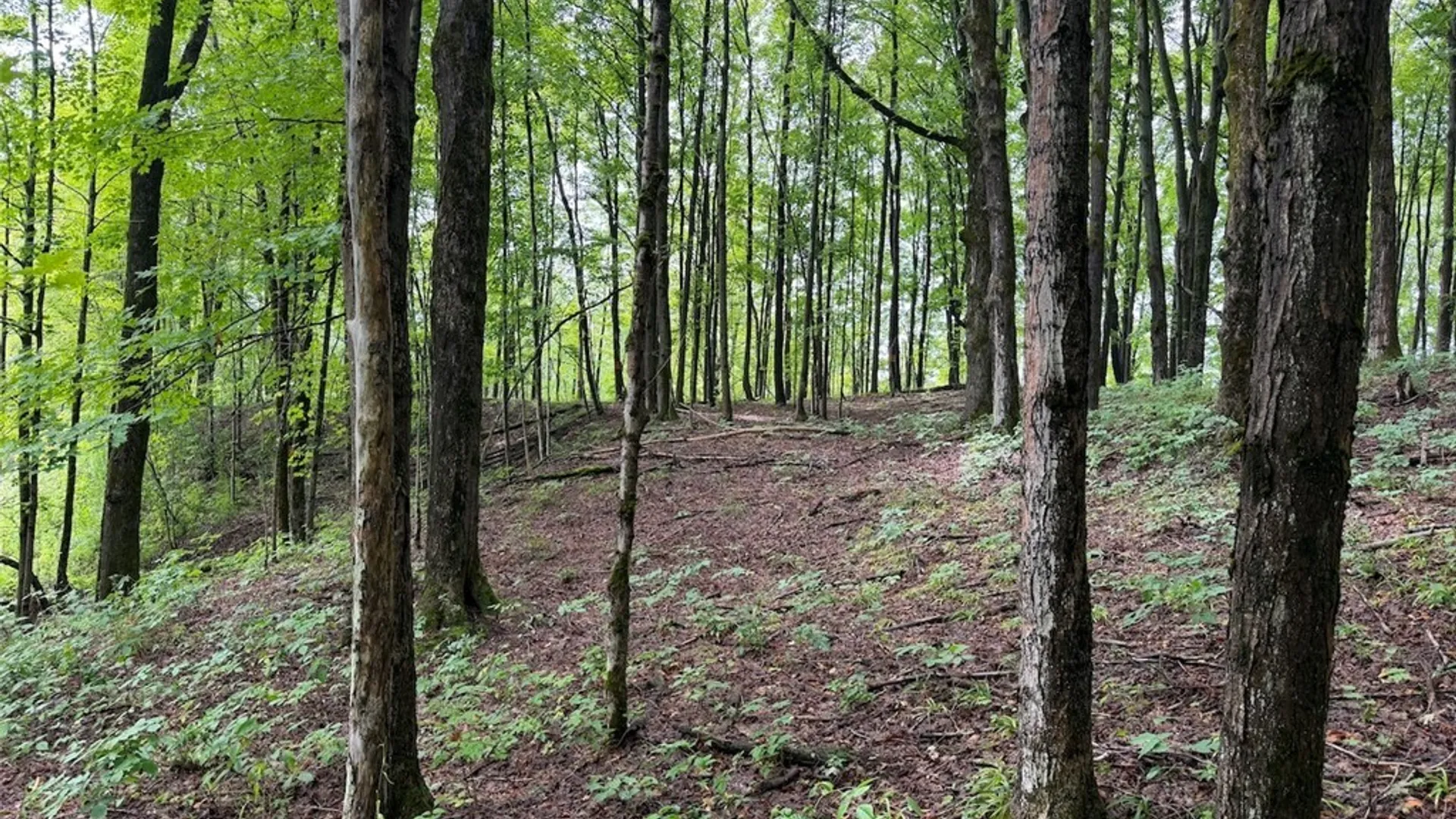 Property at Creek Road, Sardinia, NY 14134 28