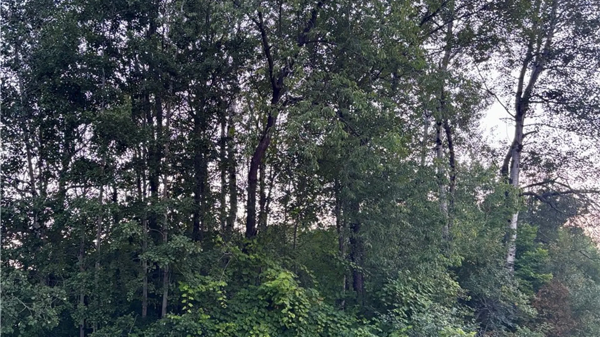 Property at County Route 121, Wayland, NY 14826 5