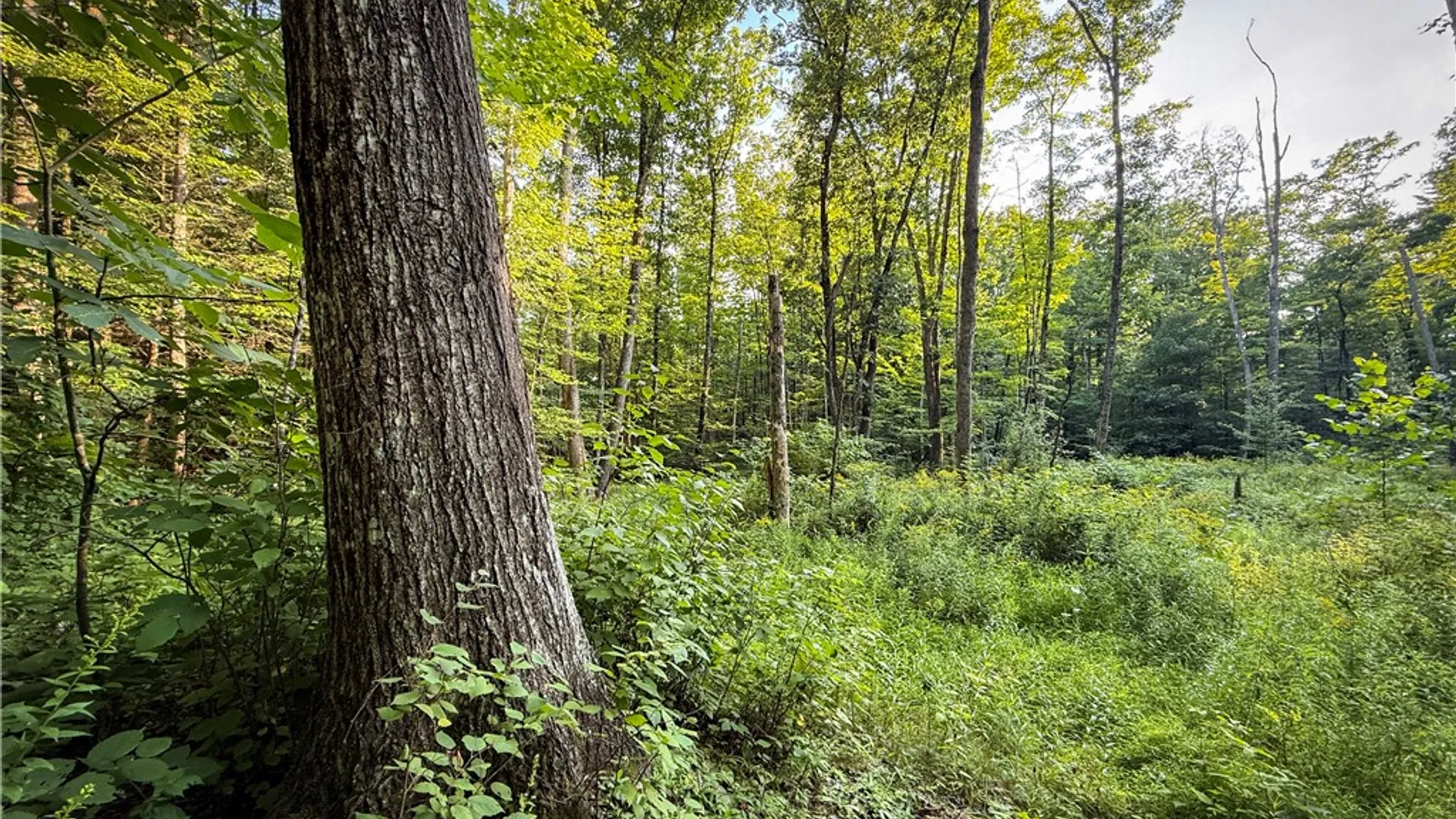 Property at 144 Hardscrabble Road, Baldwin, NY 14901 42