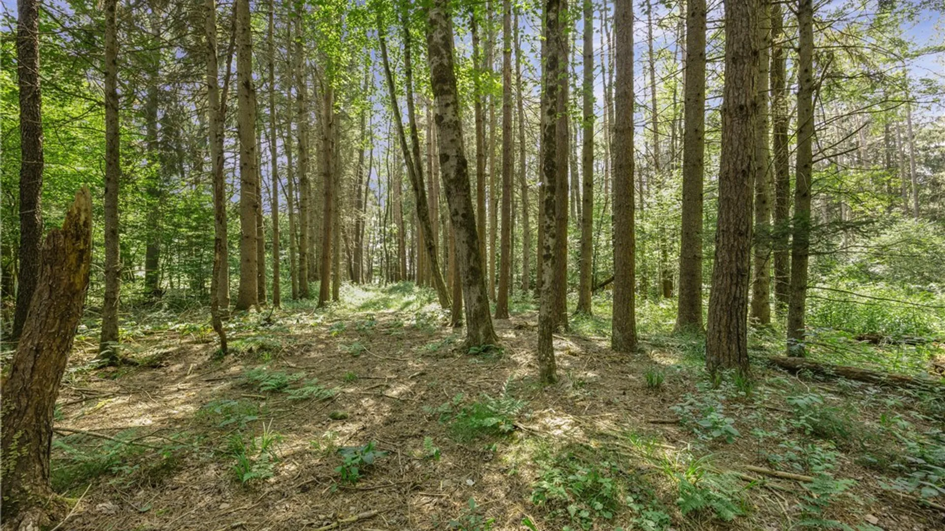 Property at 8339 Middle Road, Angelica, NY 14709 15