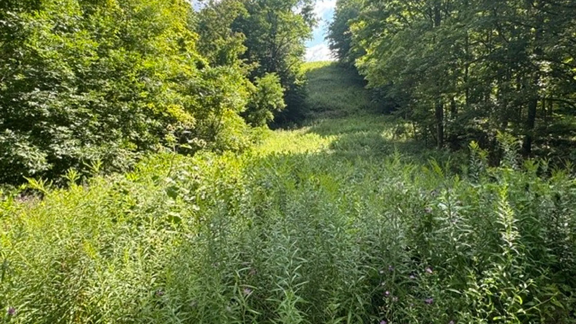 Property at 13 Briarwood Lane, Newfield, NY 14867 22