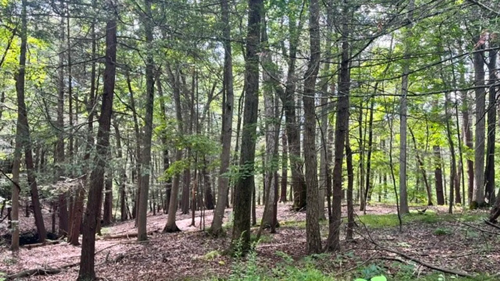 Property at 0 (NEAR 896) Cayuga Heights Road, Lansing, NY 14850 5
