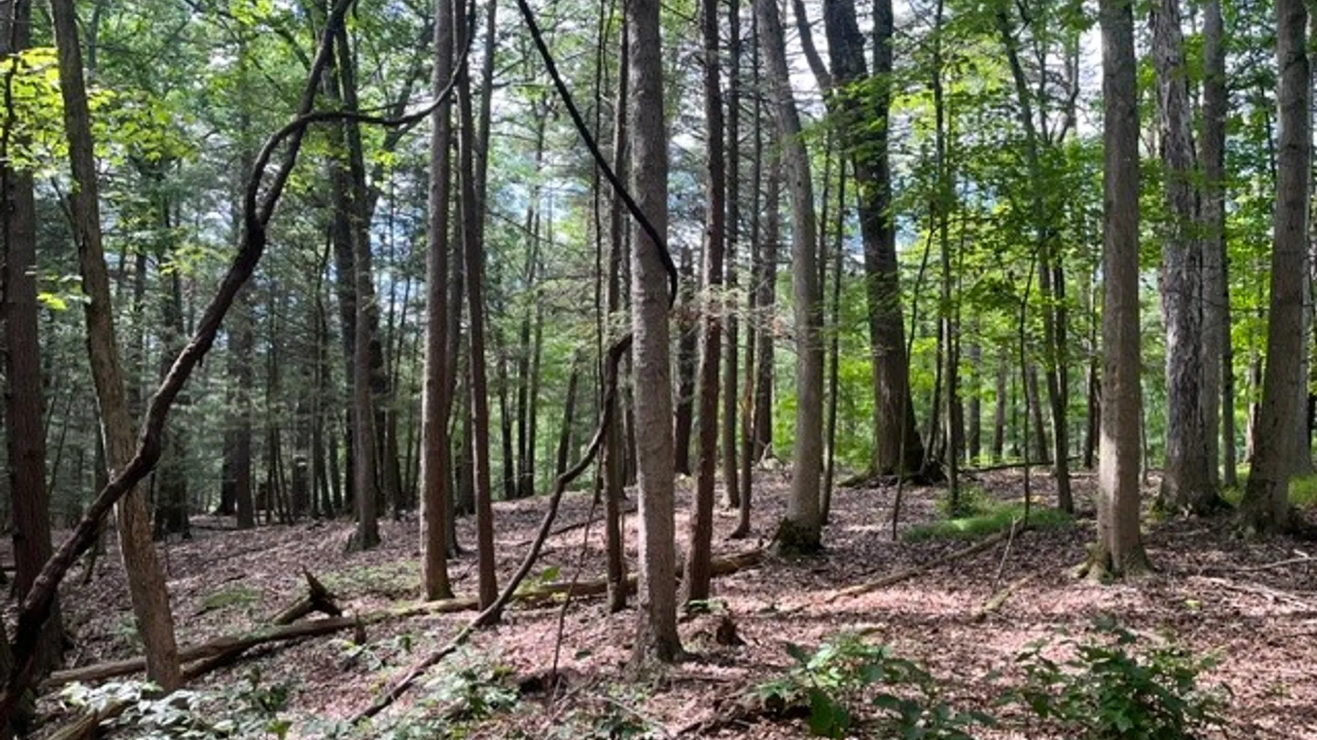 Property at 0 (NEAR 896) Cayuga Heights Road, Lansing, NY 14850 8