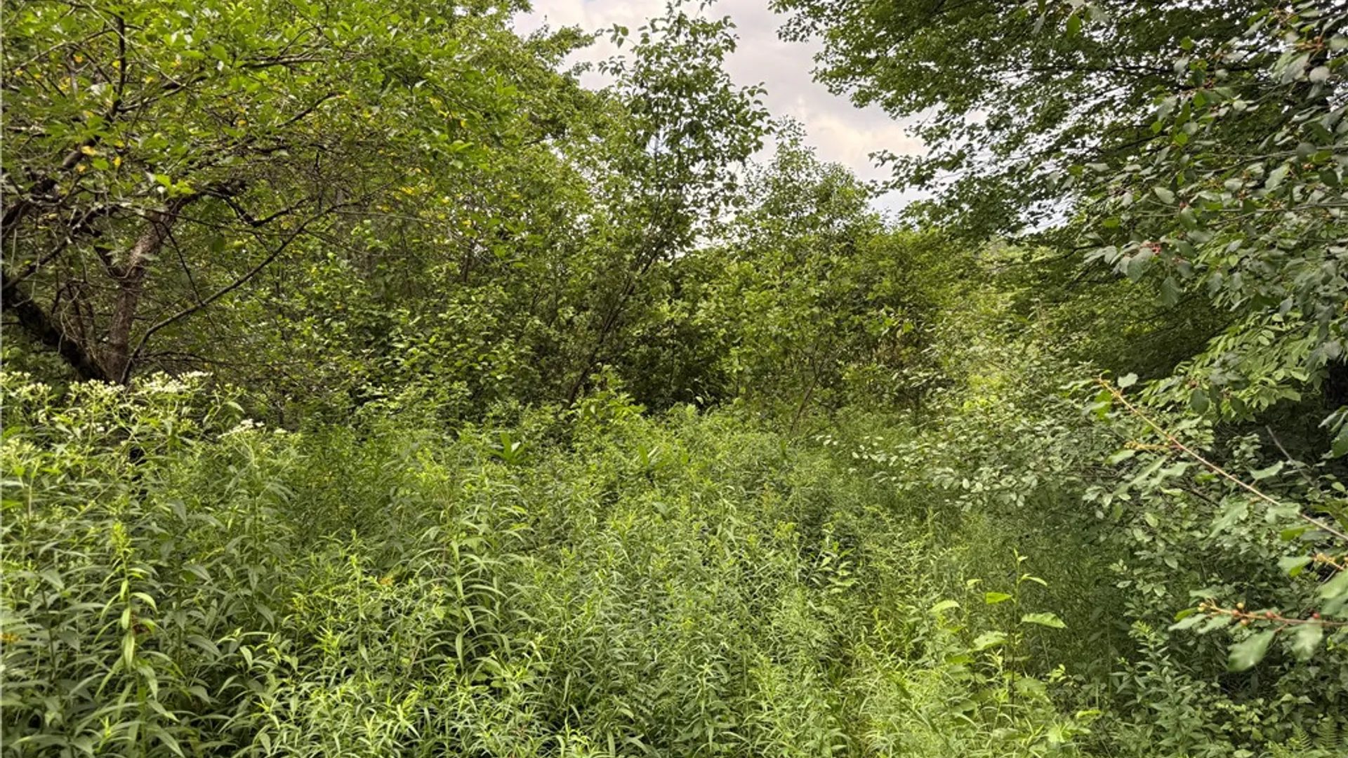 Property at 82 Ohara Road, Redfield, NY 13493 41