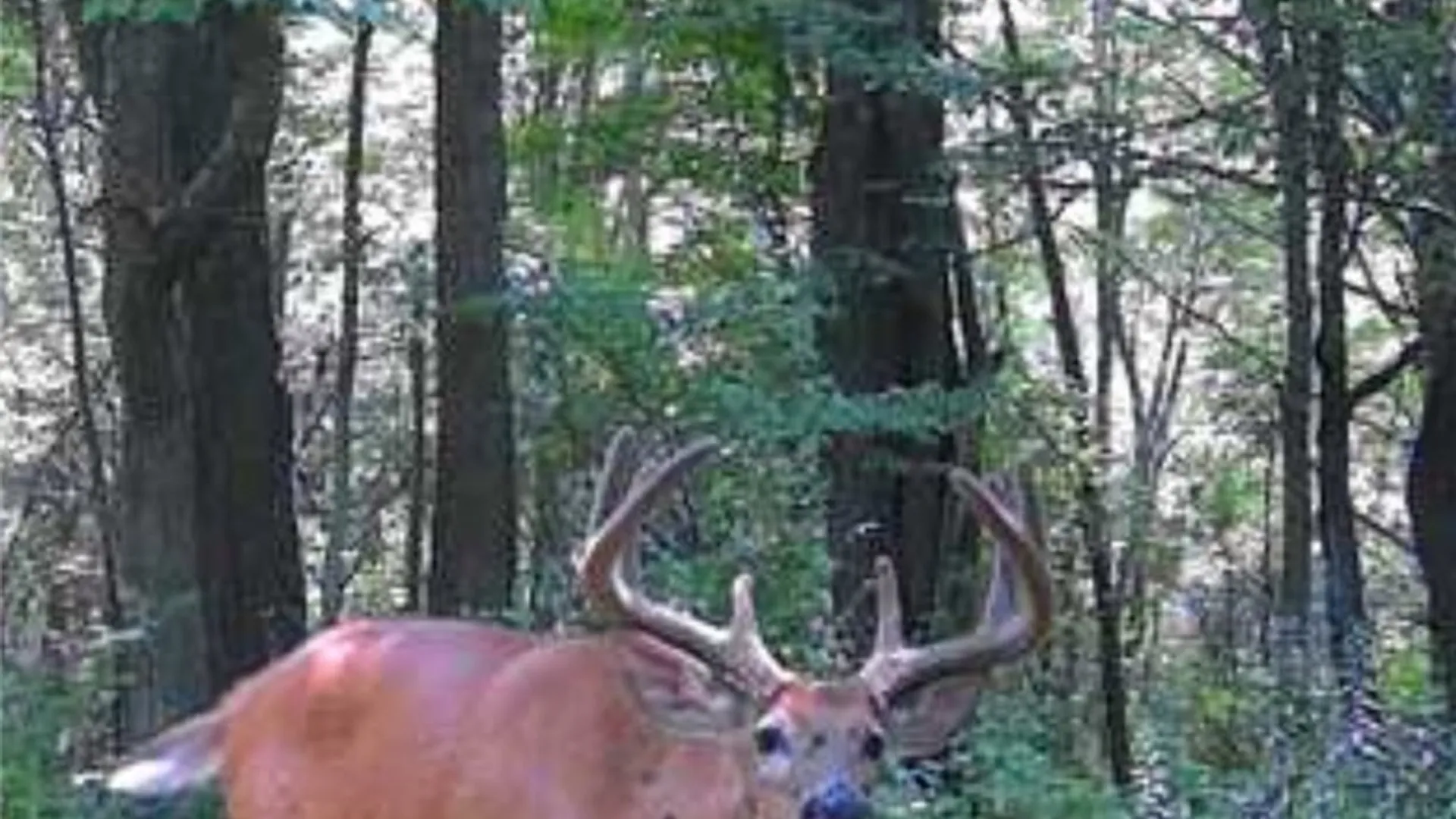 Property at Bunnell Road, Barton, NY 14892 6