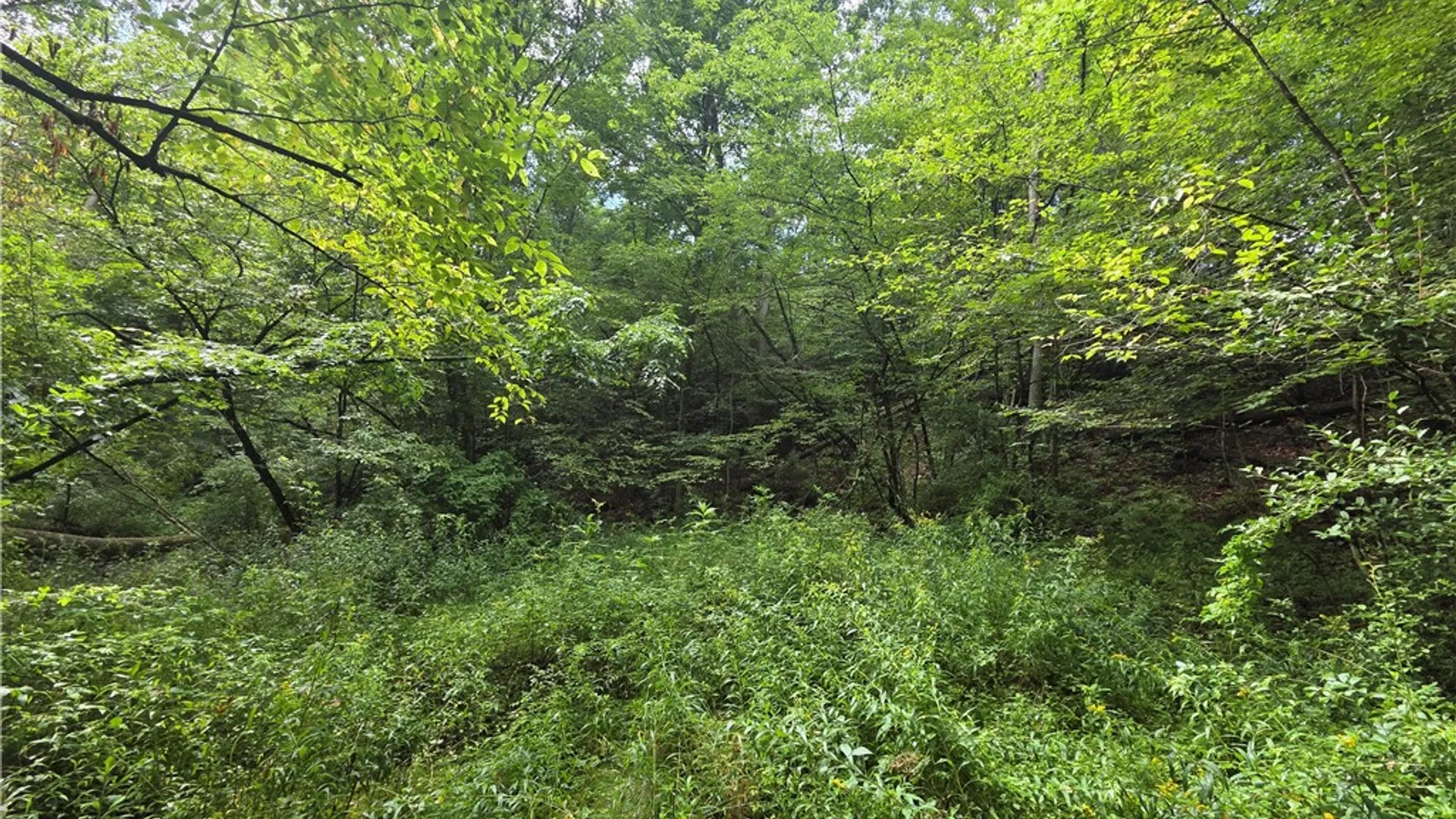 Property at Bunnell Road, Barton, NY 14892 13