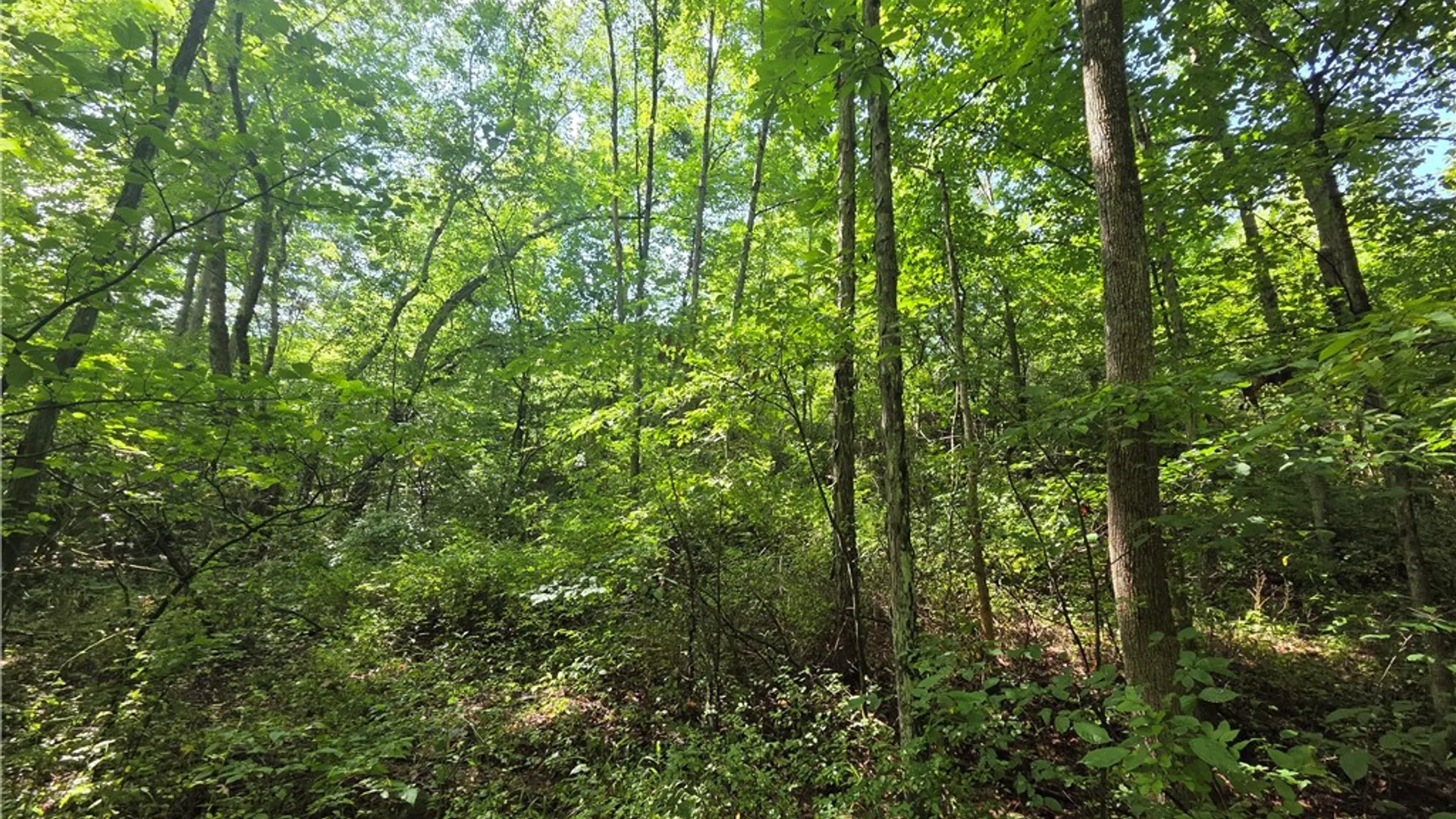 Property at Bunnell Road, Barton, NY 14892 17