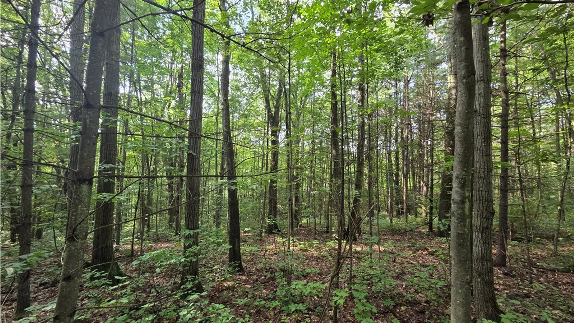 Property at Bunnell Road, Barton, NY 14892 42