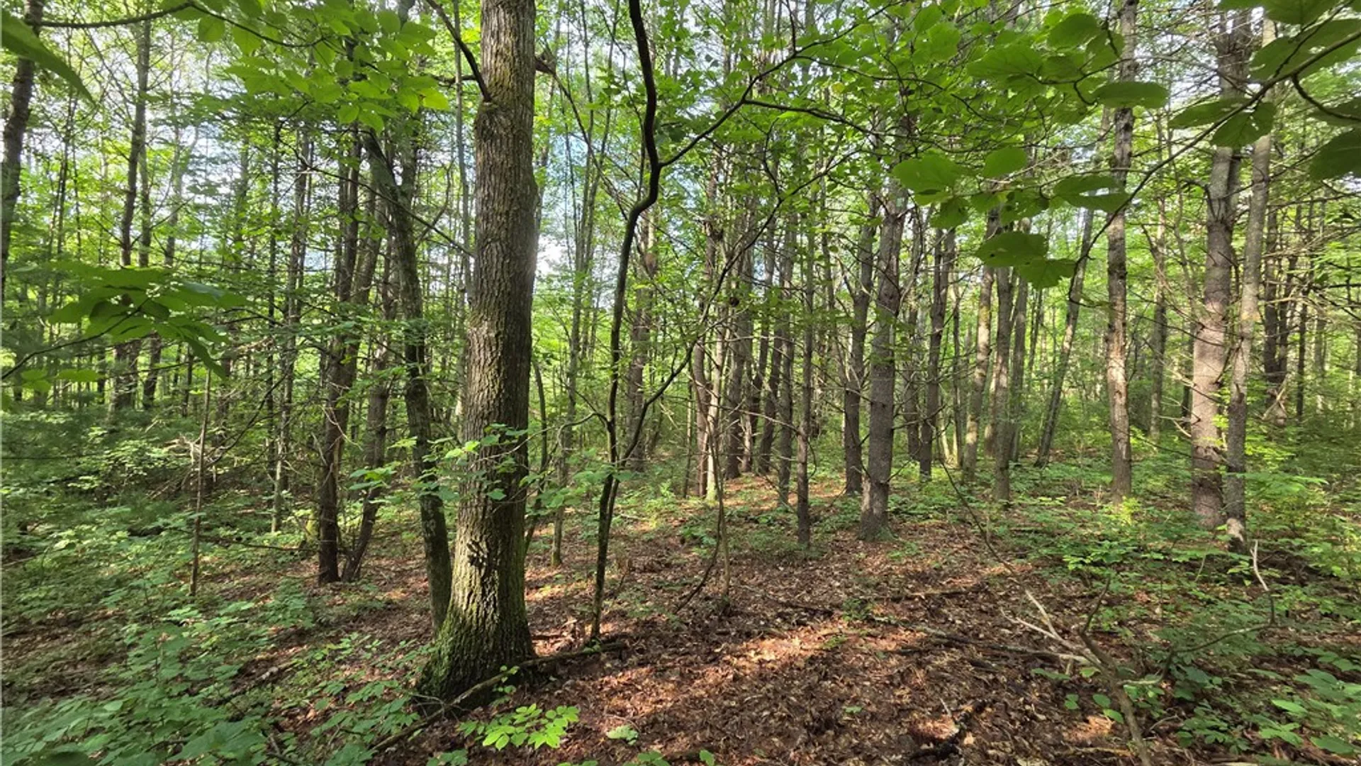 Property at Bunnell Road, Barton, NY 14892 44