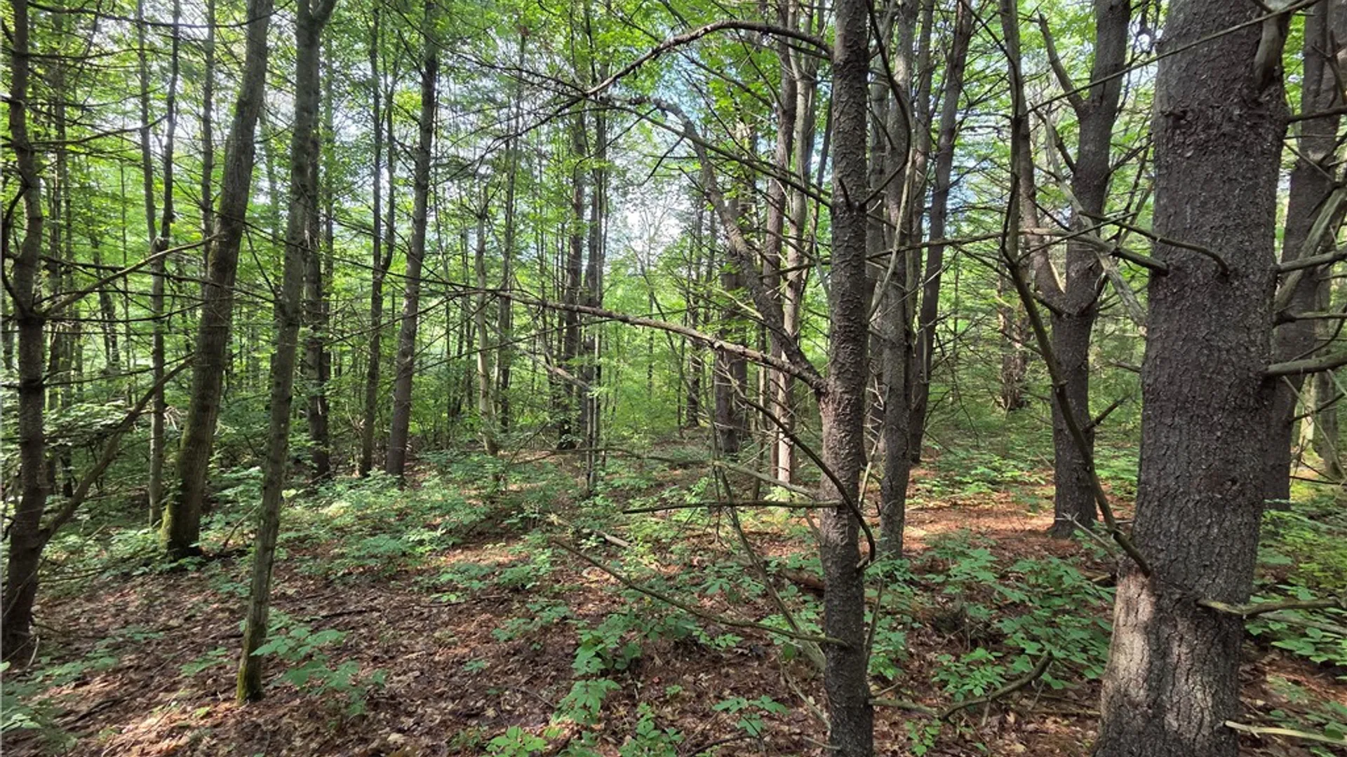 Property at Bunnell Road, Barton, NY 14892 45