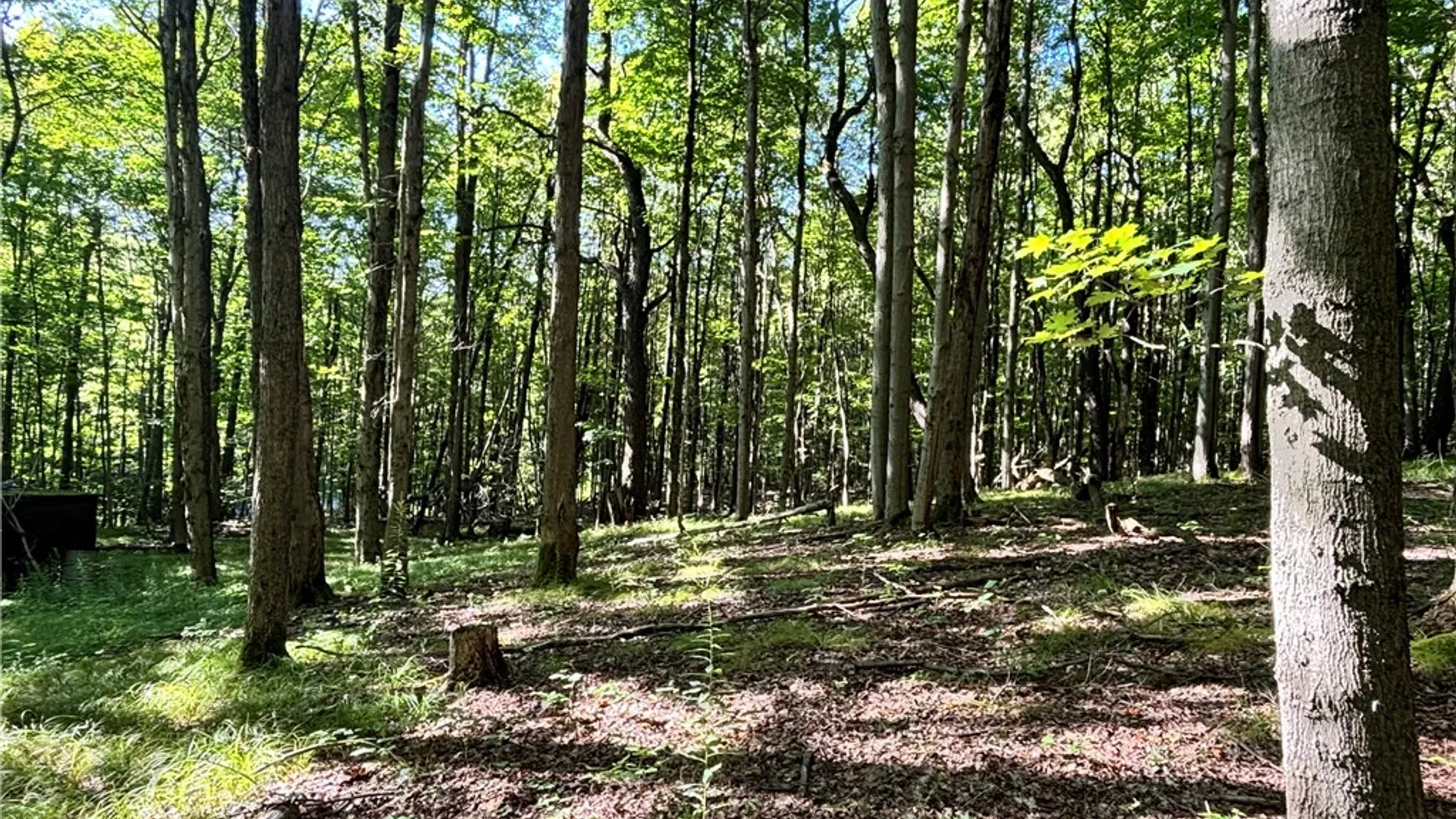 Property at 6952 Canadice Hill Road, Canadice, NY 14560 7