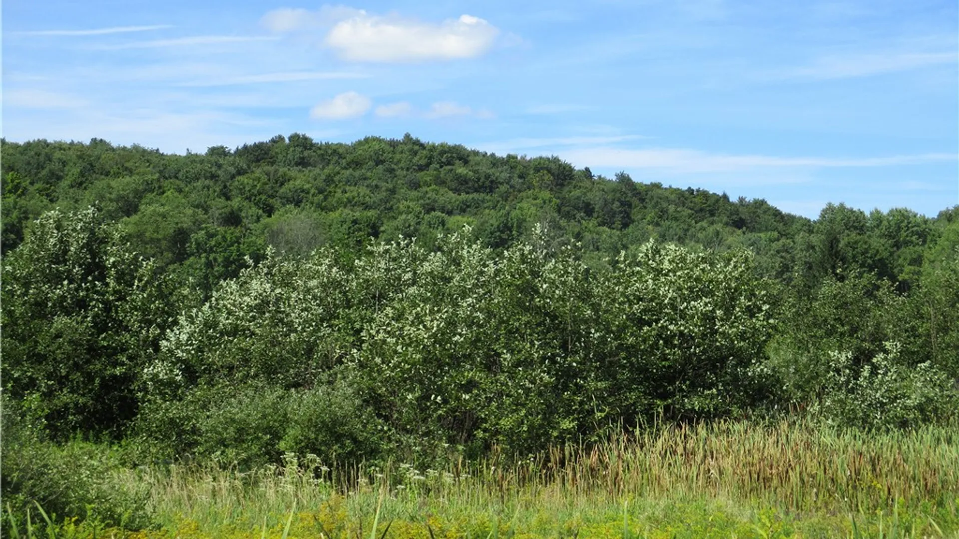Property at Lot 1 State Route 80, Smyrna, NY 13464 3