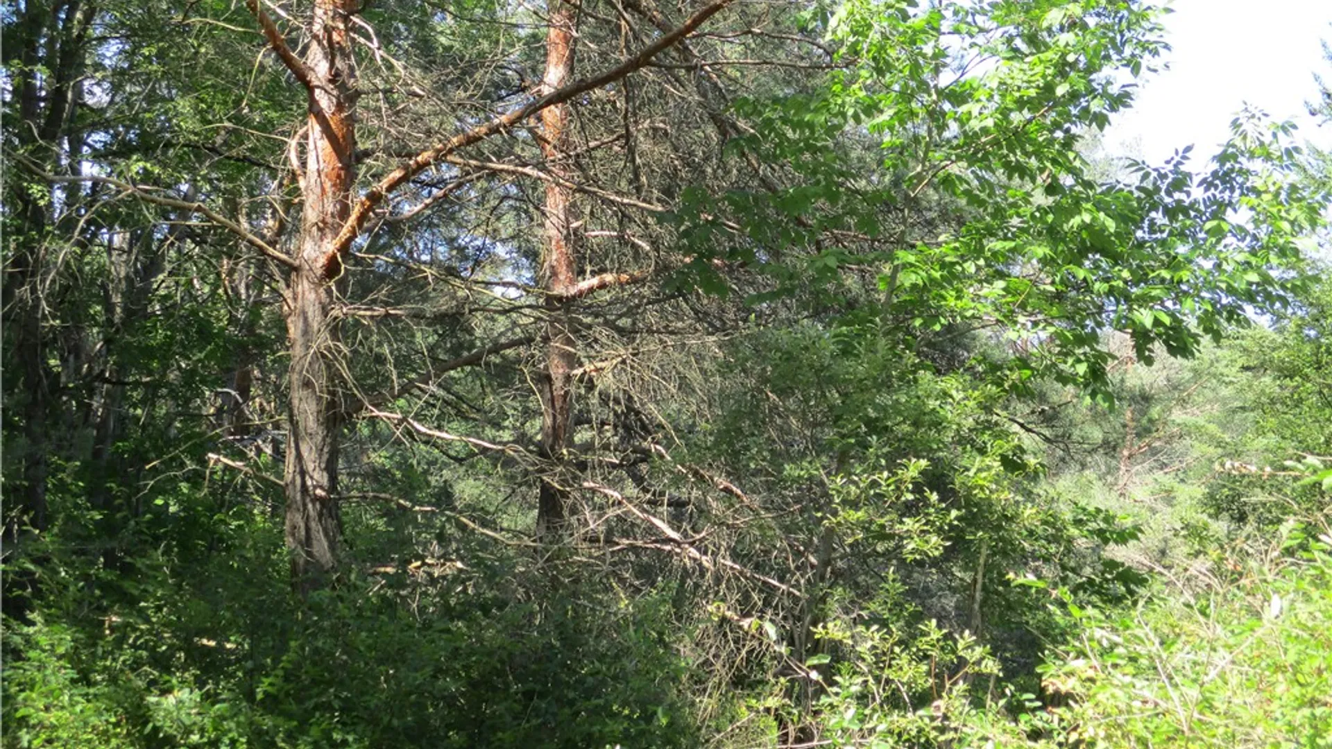 Property at Lot 1 State Route 80, Smyrna, NY 13464 6