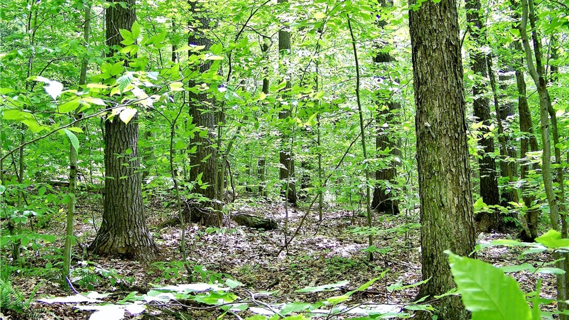Property at County Highway 48, Oneonta, NY 13820 9