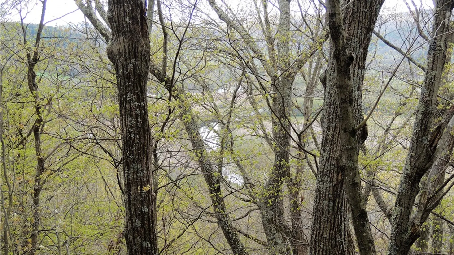 Property at County Highway 48, Oneonta, NY 13820 10