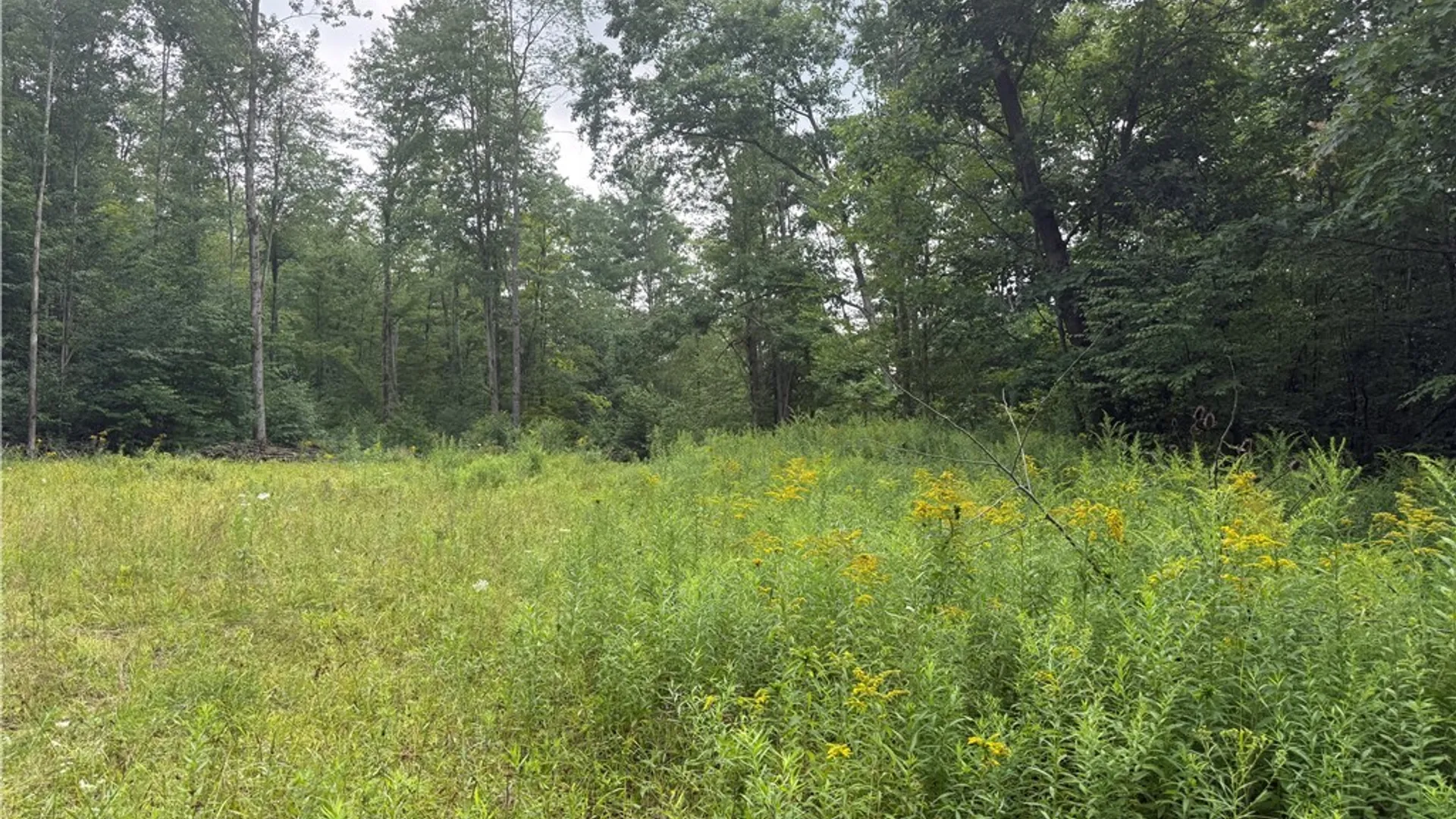 Property at Morgan Hollow Road, Hinsdale, NY 14706 3