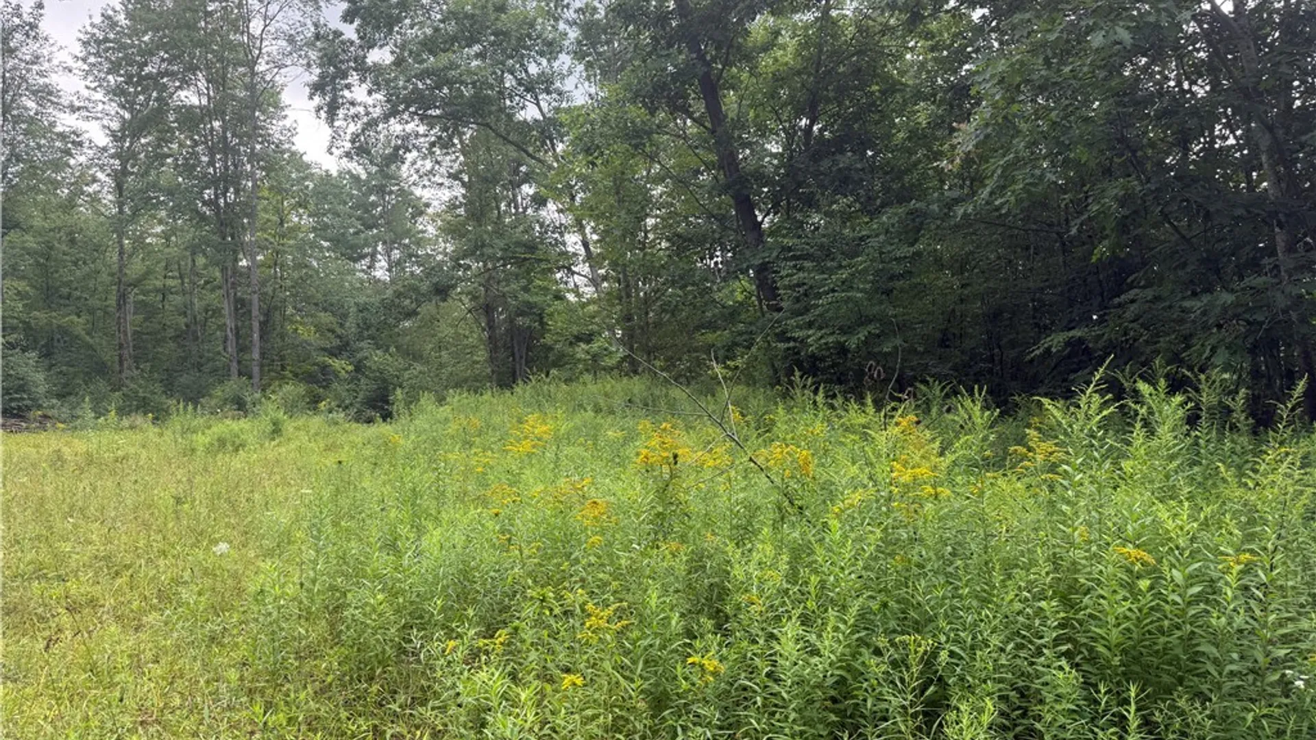 Property at Morgan Hollow Road, Hinsdale, NY 14706 4