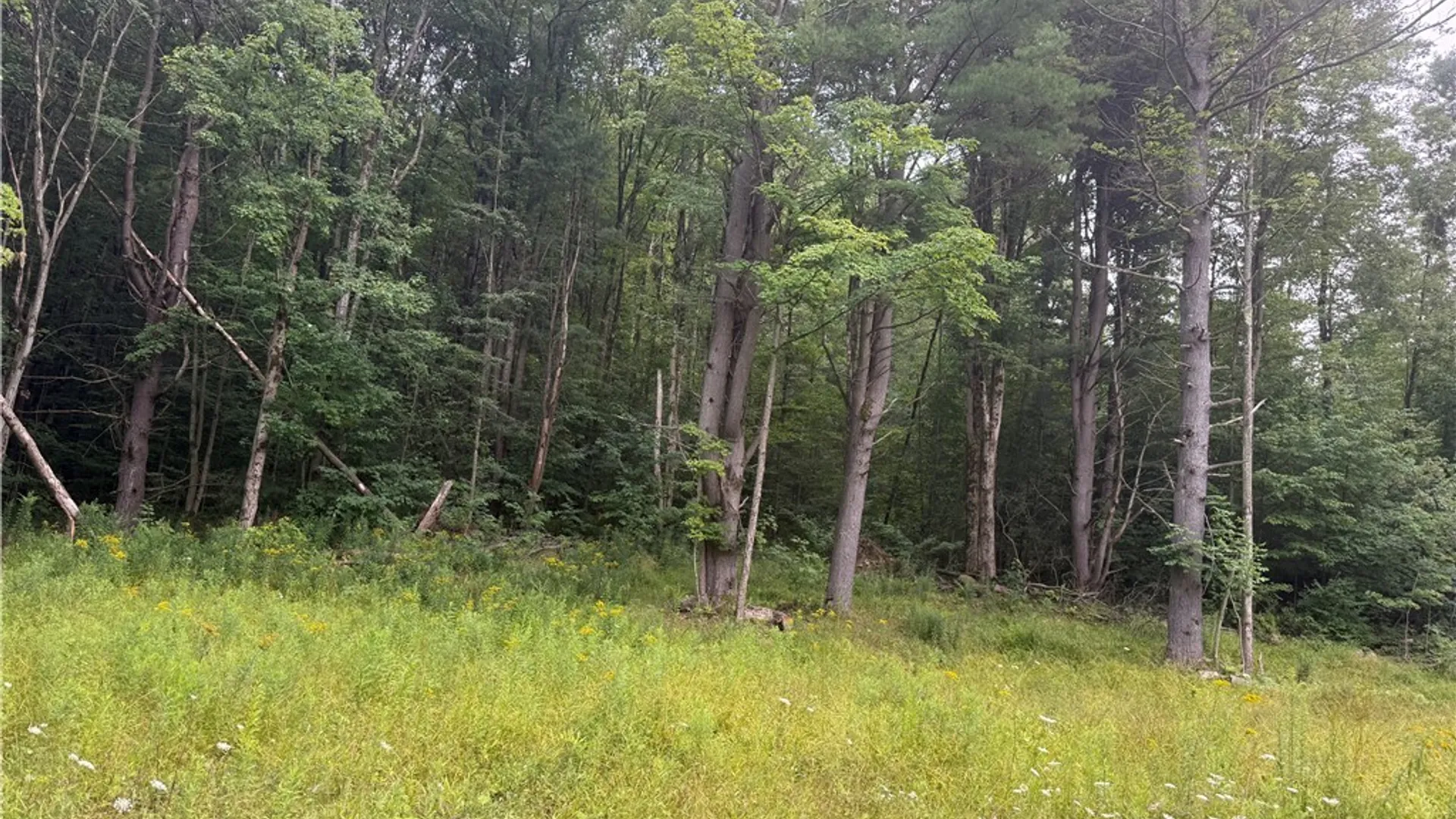 Property at Morgan Hollow Road, Hinsdale, NY 14706 5