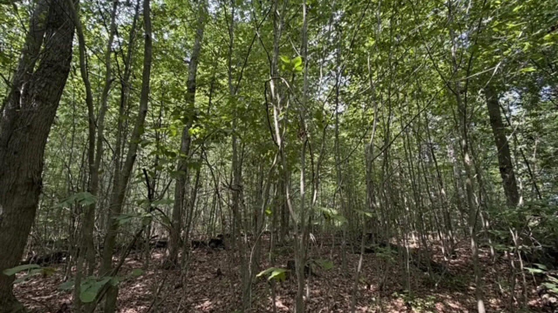 Property at 0 Hoag Road, Busti, NY 14710 22