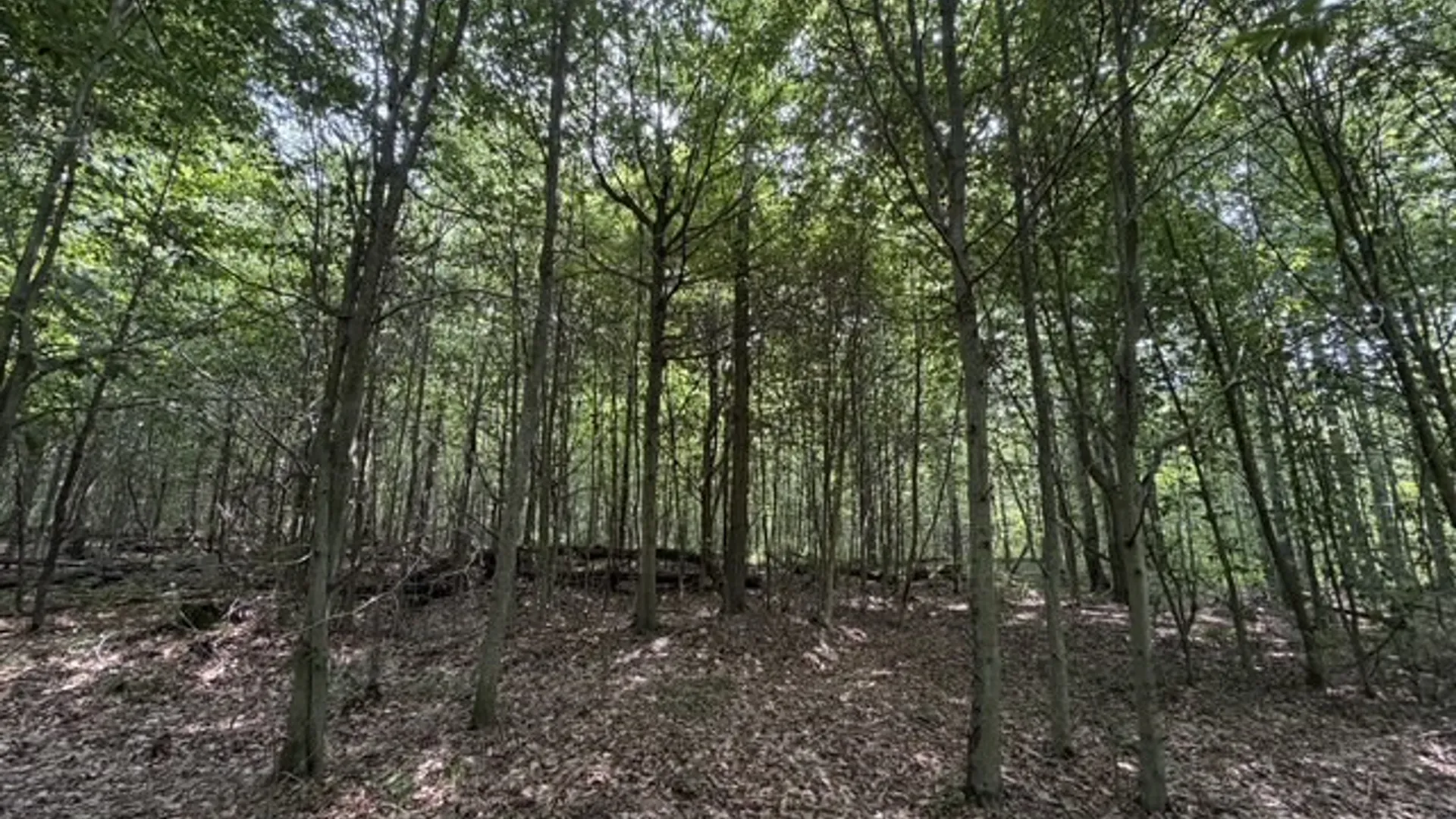 Property at 0 Hoag Road, Busti, NY 14710 24
