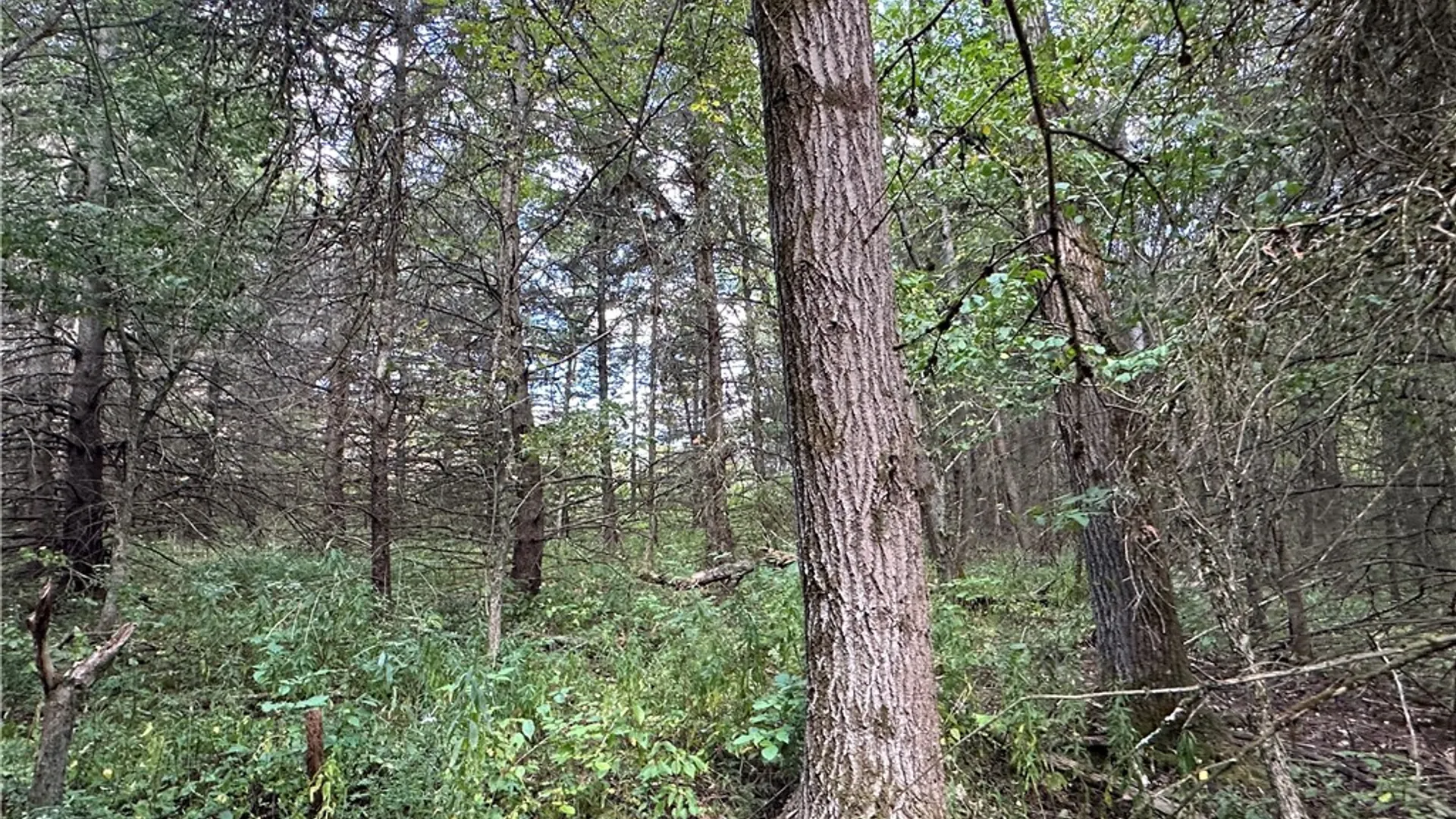 Property at Lot 7 McAndrews Rd, Alfred, NY 14806 14