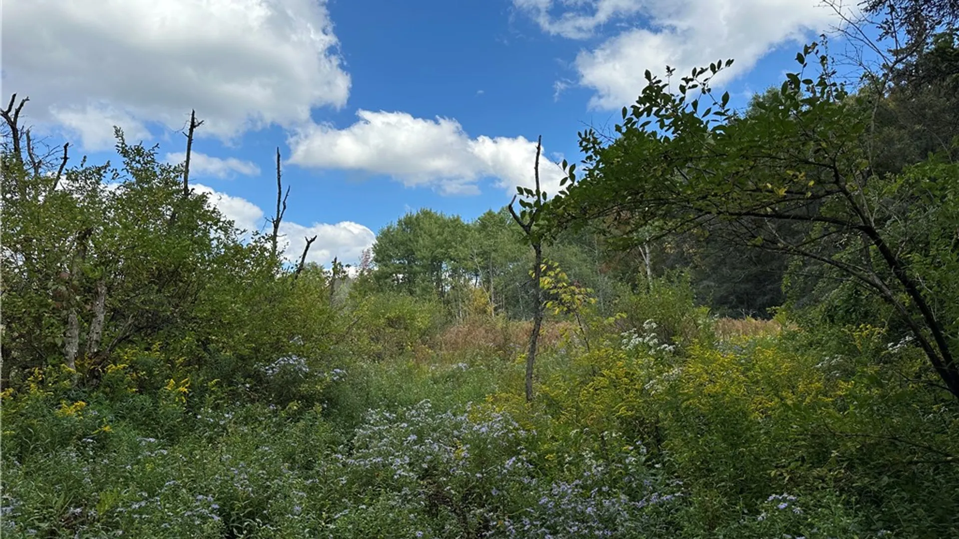 Property at Lot 7 McAndrews Rd, Alfred, NY 14806 17