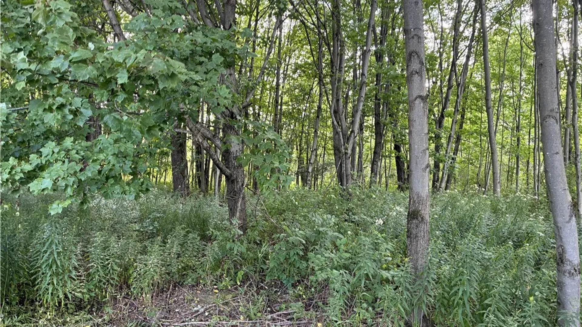Property at Lot 5 4457 East Road, Turin, NY 13473 4