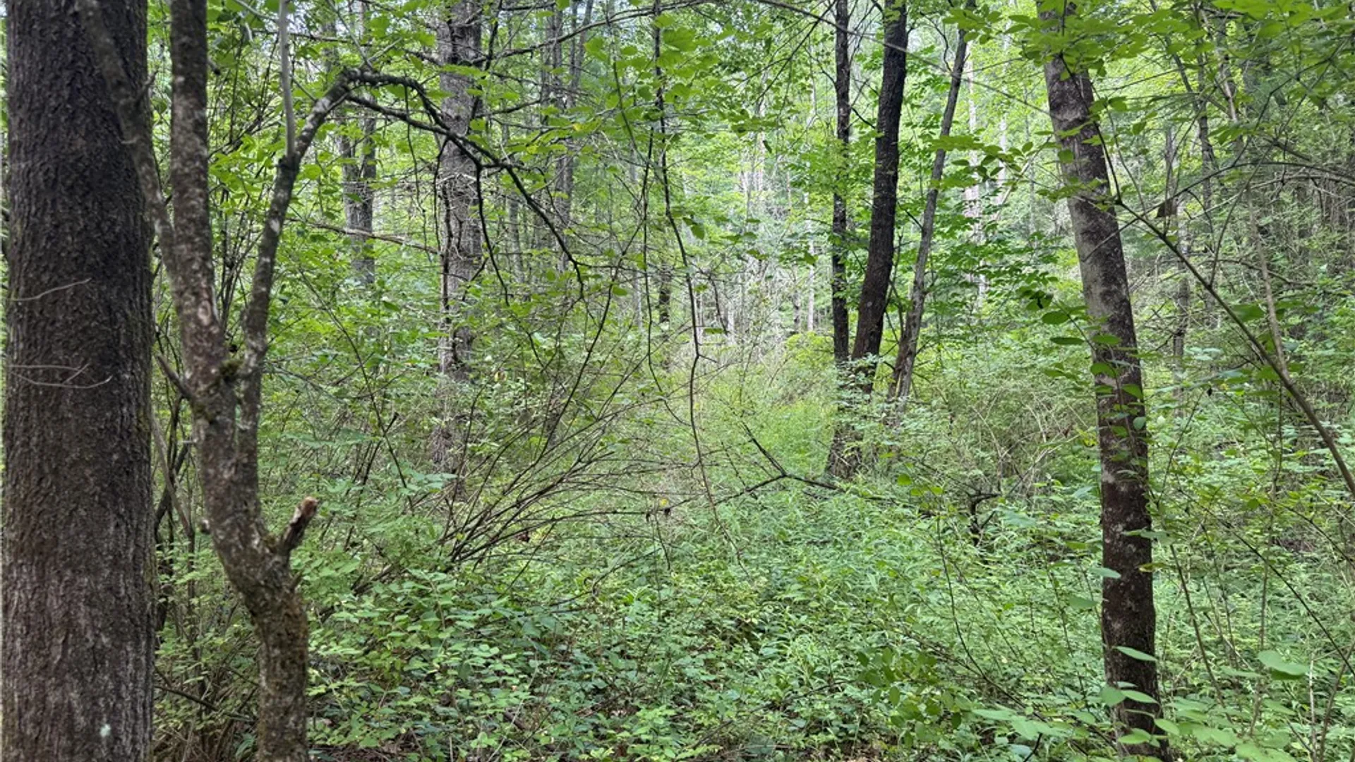 Property at W Whitcomb Road, Tioga, NY 13734 11