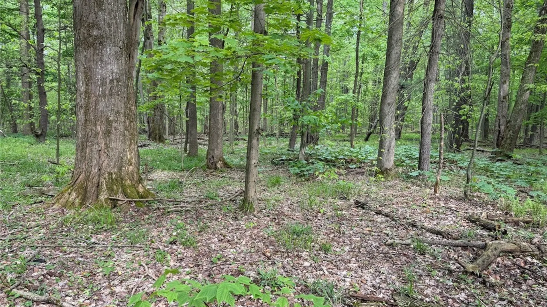 Property at Kellogg Hill Road, Leon, NY 14138 4