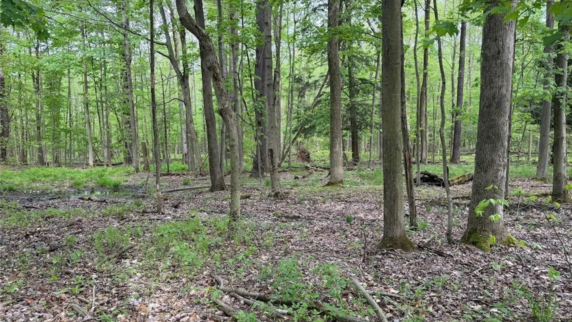 Property at Kellogg Hill Road, Leon, NY 14138 7