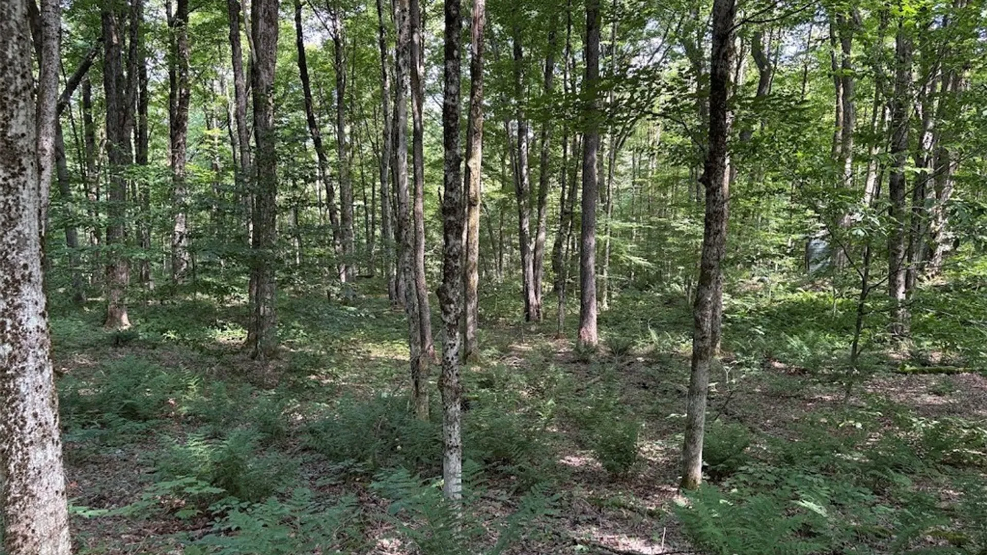 Property at 0 Briggs Road, Remsen, NY 13438 9