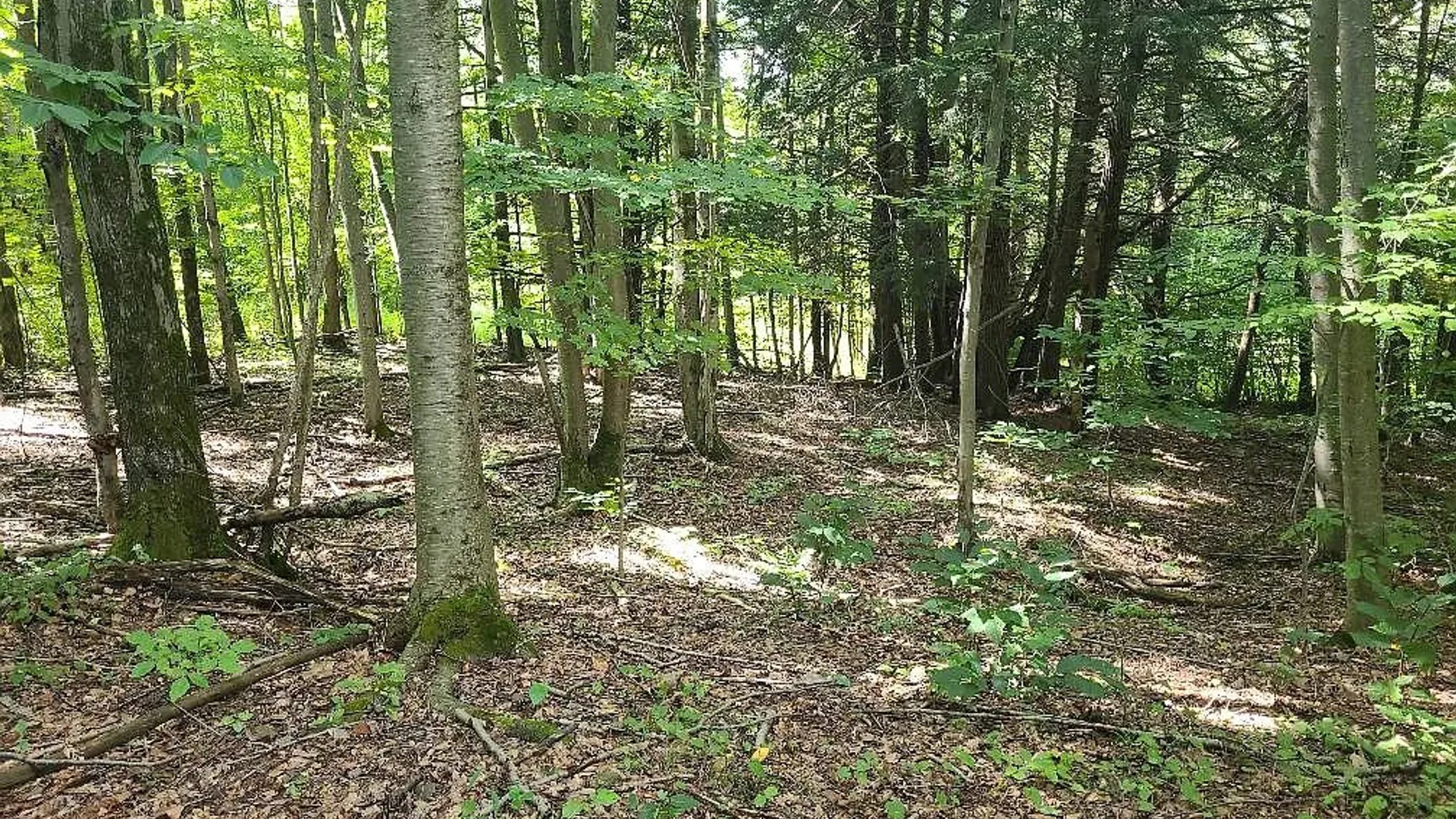 Property at 442 Roscoe Jones Road, Otsego, NY 13326 7