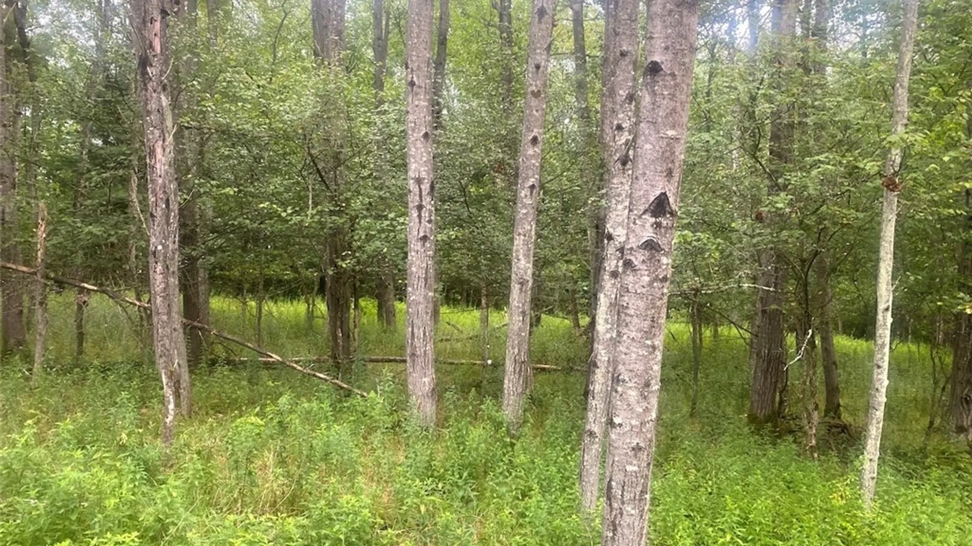Property at 1884 County Road 18, Alma, NY 14895 41