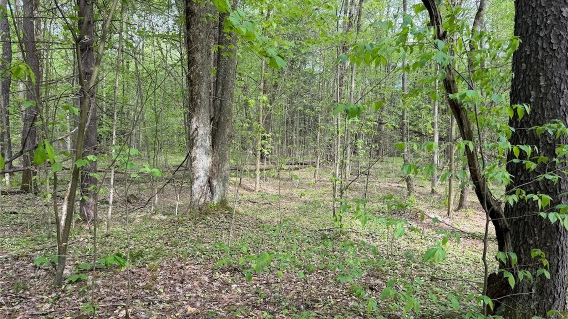 Property at Kellogg Hill Road, Leon, NY 14138 3