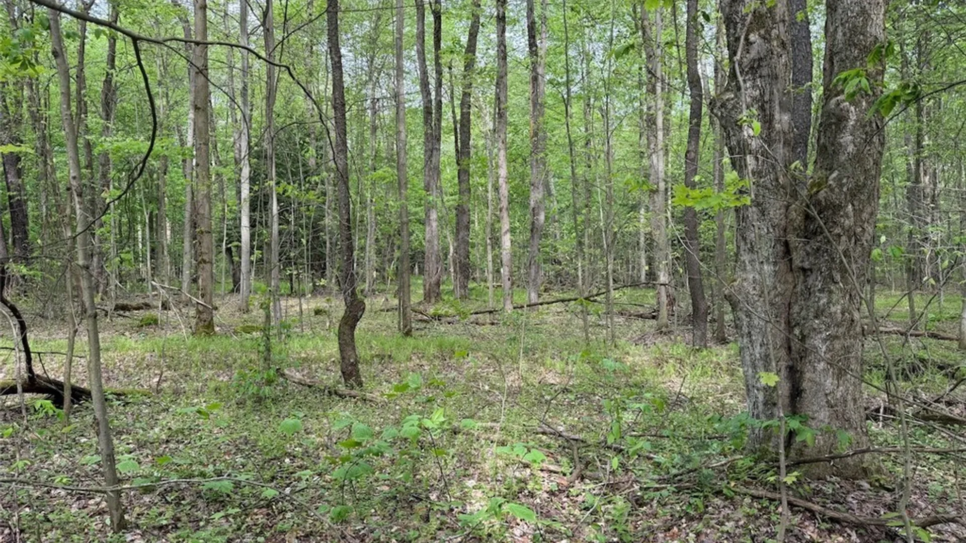 Property at Kellogg Hill Road, Leon, NY 14138 4