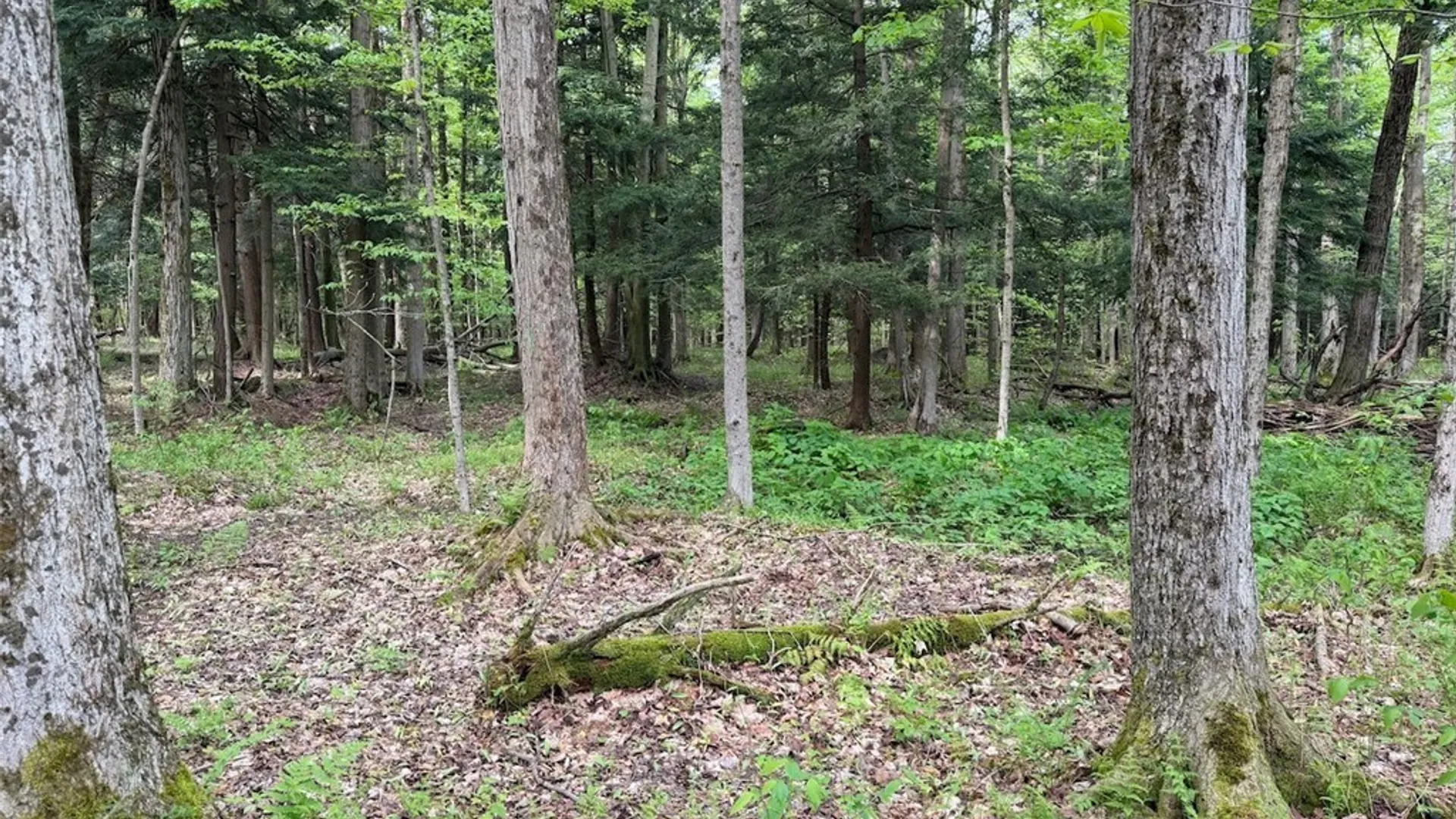 Property at Kellogg Hill Road, Leon, NY 14138 9