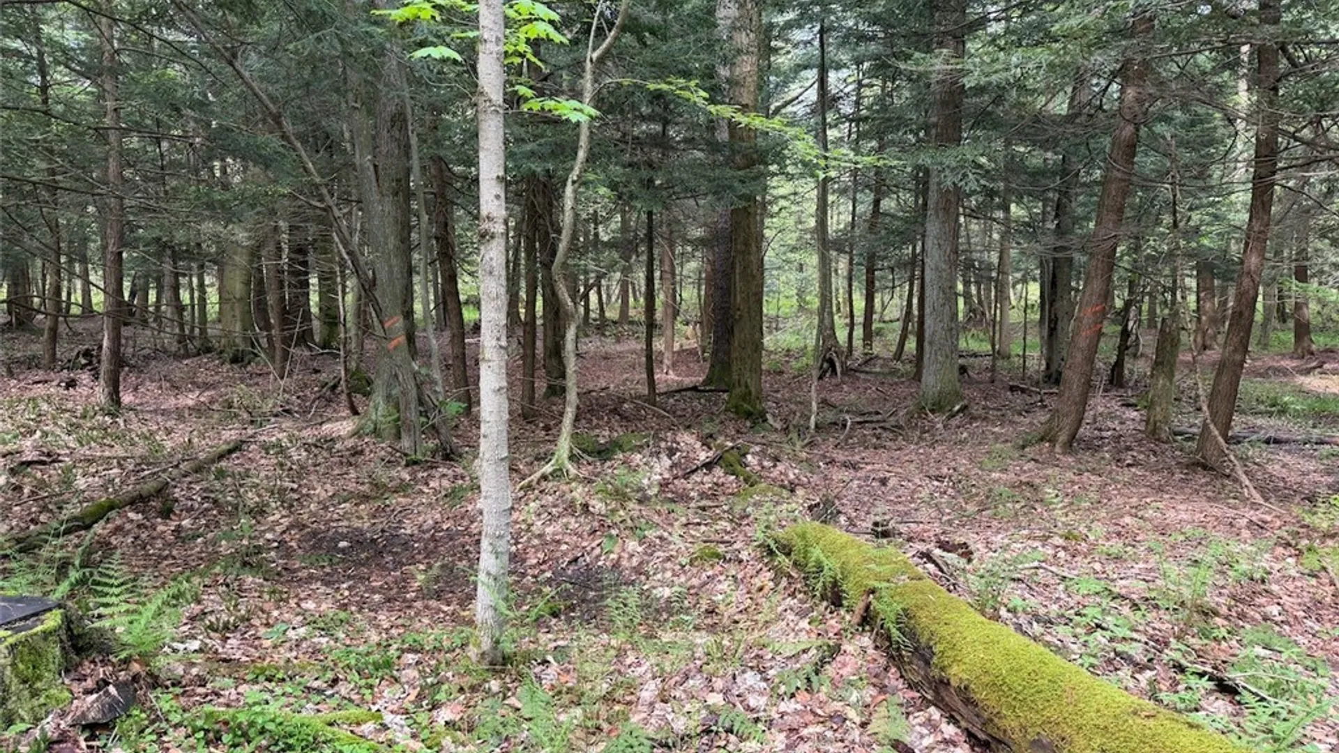 Property at Kellogg Hill Road, Leon, NY 14138 11