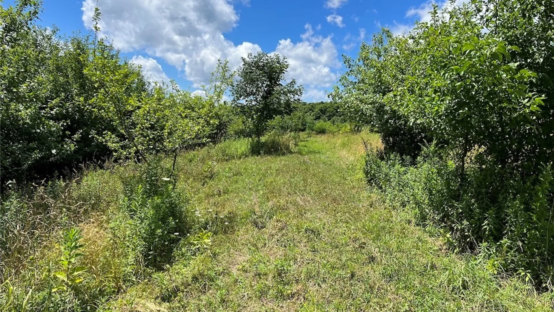 Property at Bates Road, Ellington, NY 14782 7
