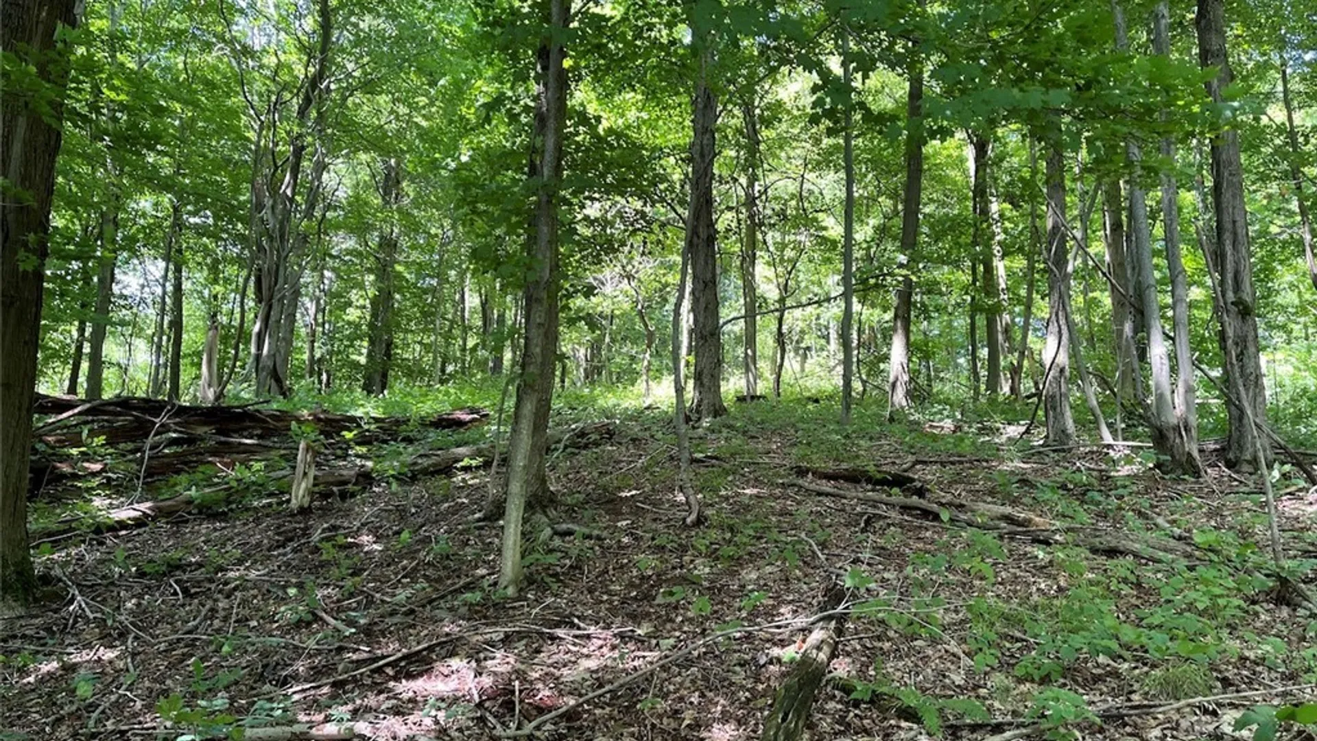 Property at Bates Road, Ellington, NY 14782 11