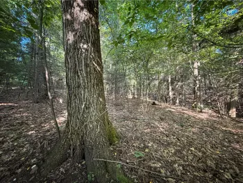 Property at Wright Road, Candor, NY 13743