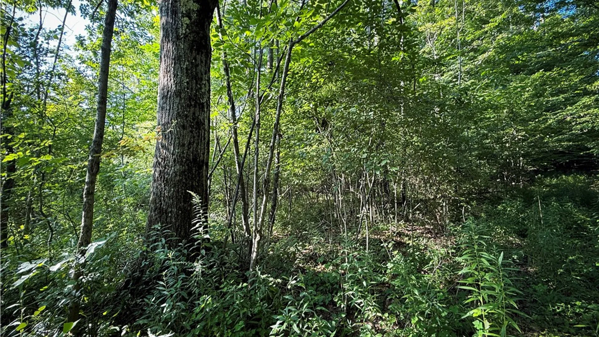 Property at Wright Road, Candor, NY 13743 6