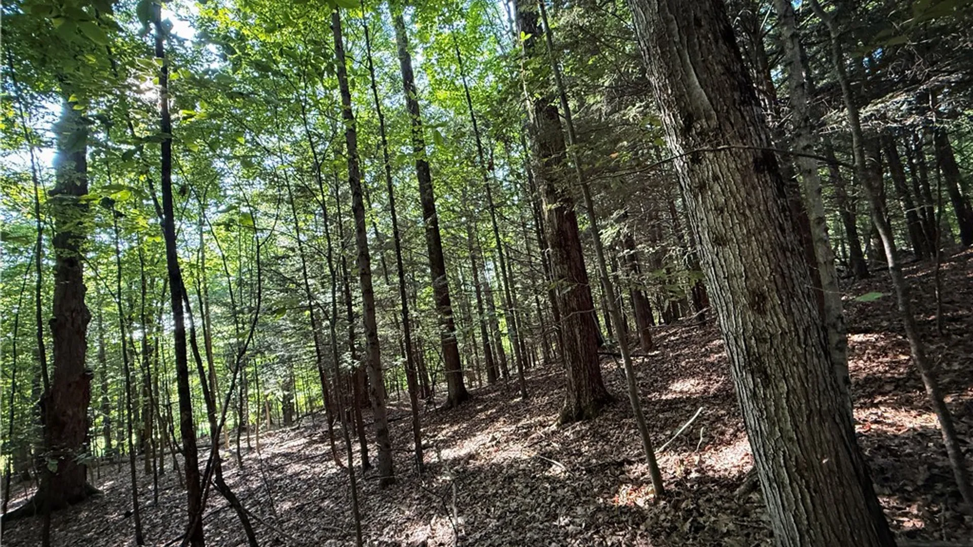 Property at Wright Road, Candor, NY 13743 7
