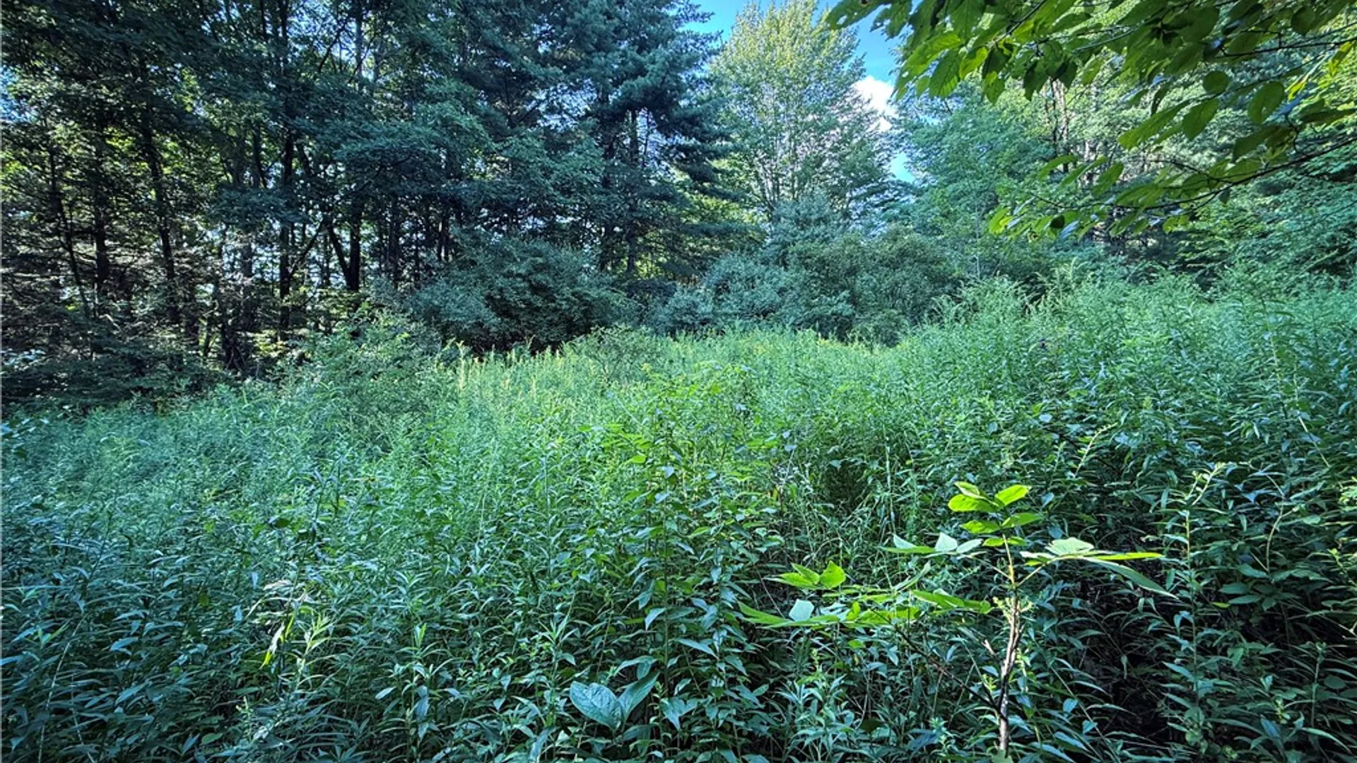 Property at Wright Road, Candor, NY 13743 9